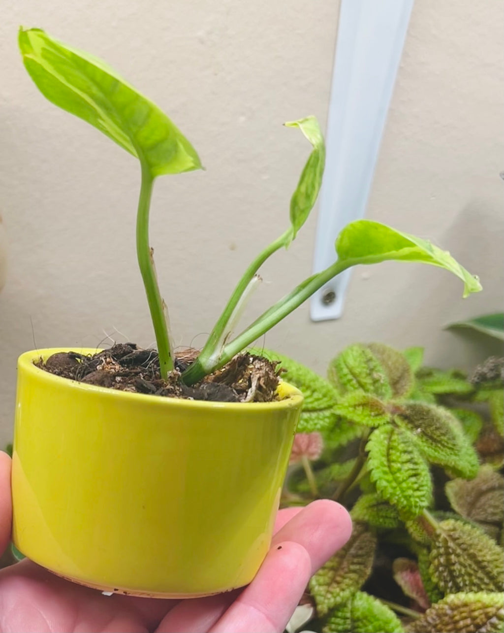 2” Global Green Pothos + Ceramic pot