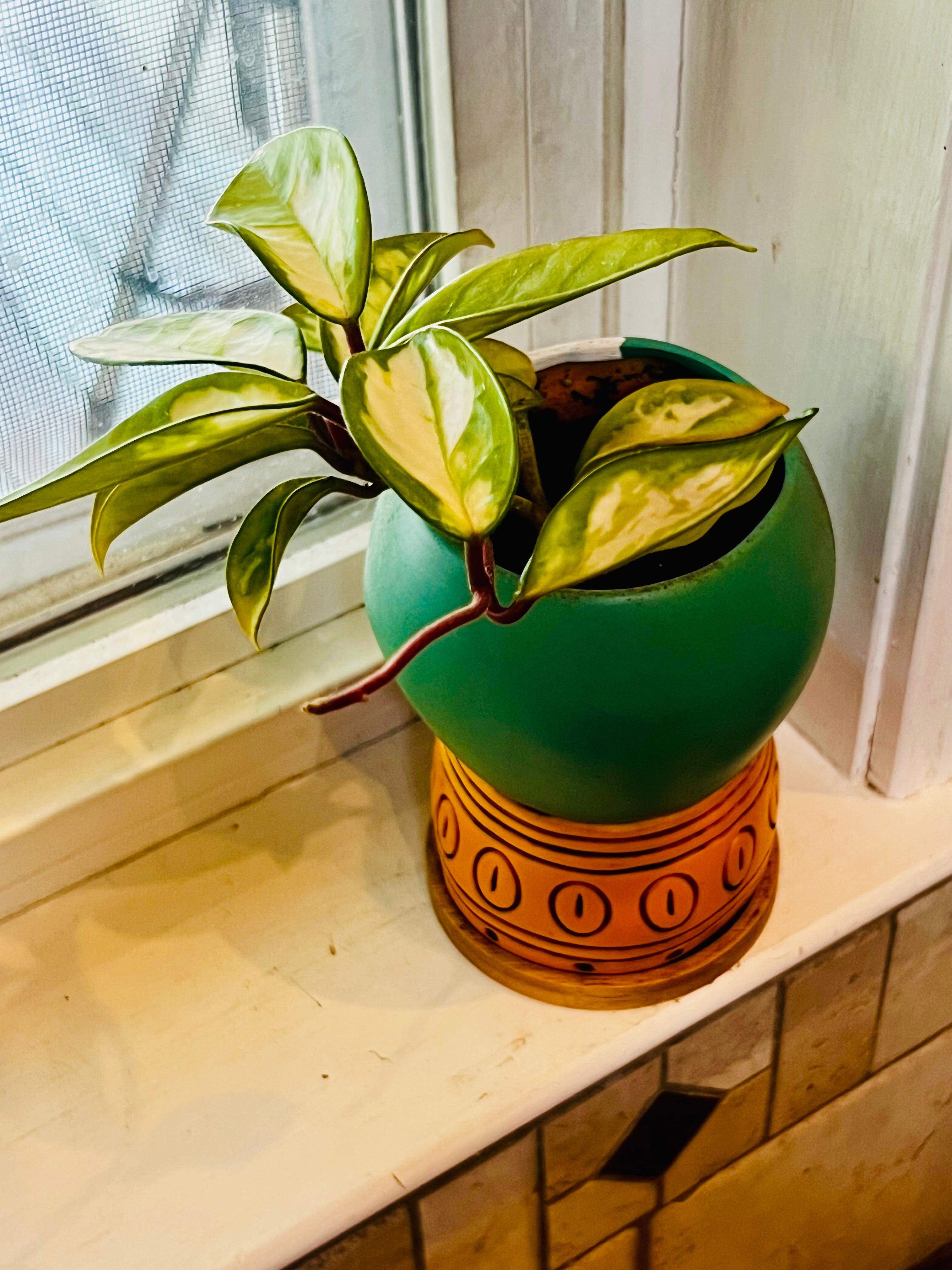 Hoya Tricolor + Planter