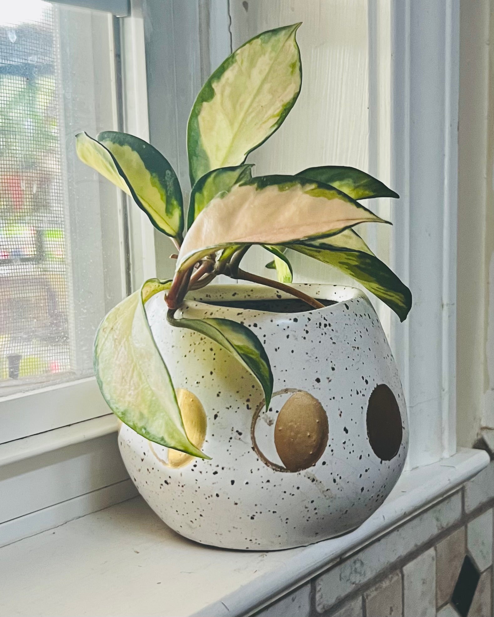 Hoya Krimson Queen + 4.5 Ceramic Planter