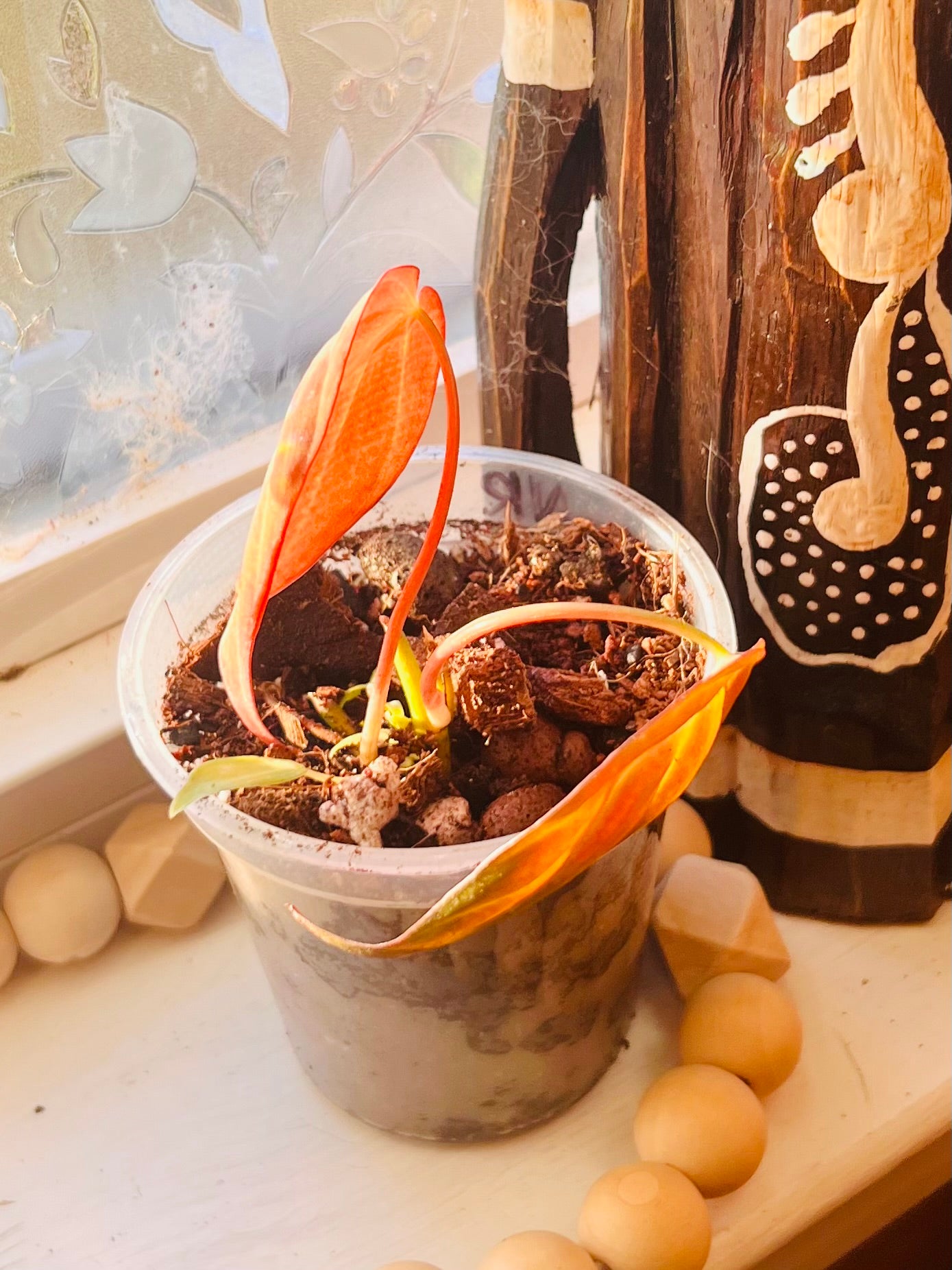 3” Rooted Micans Philodendron Starter Plant