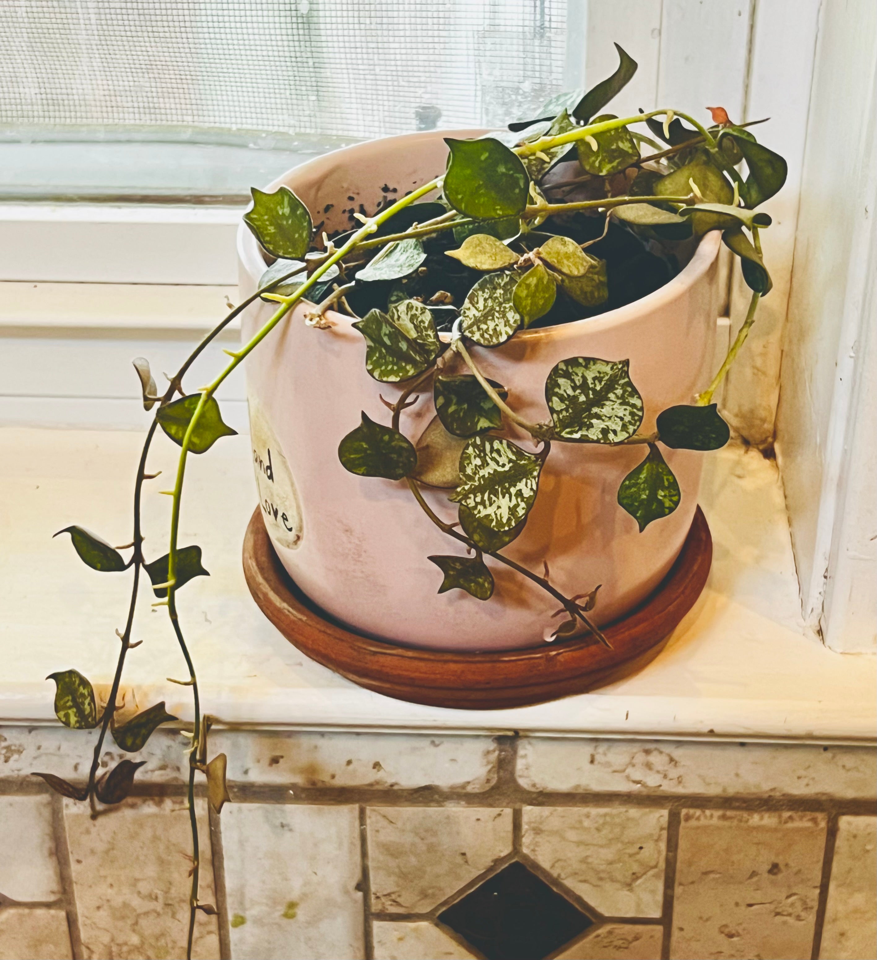 Hoya Curtisii + Planter
