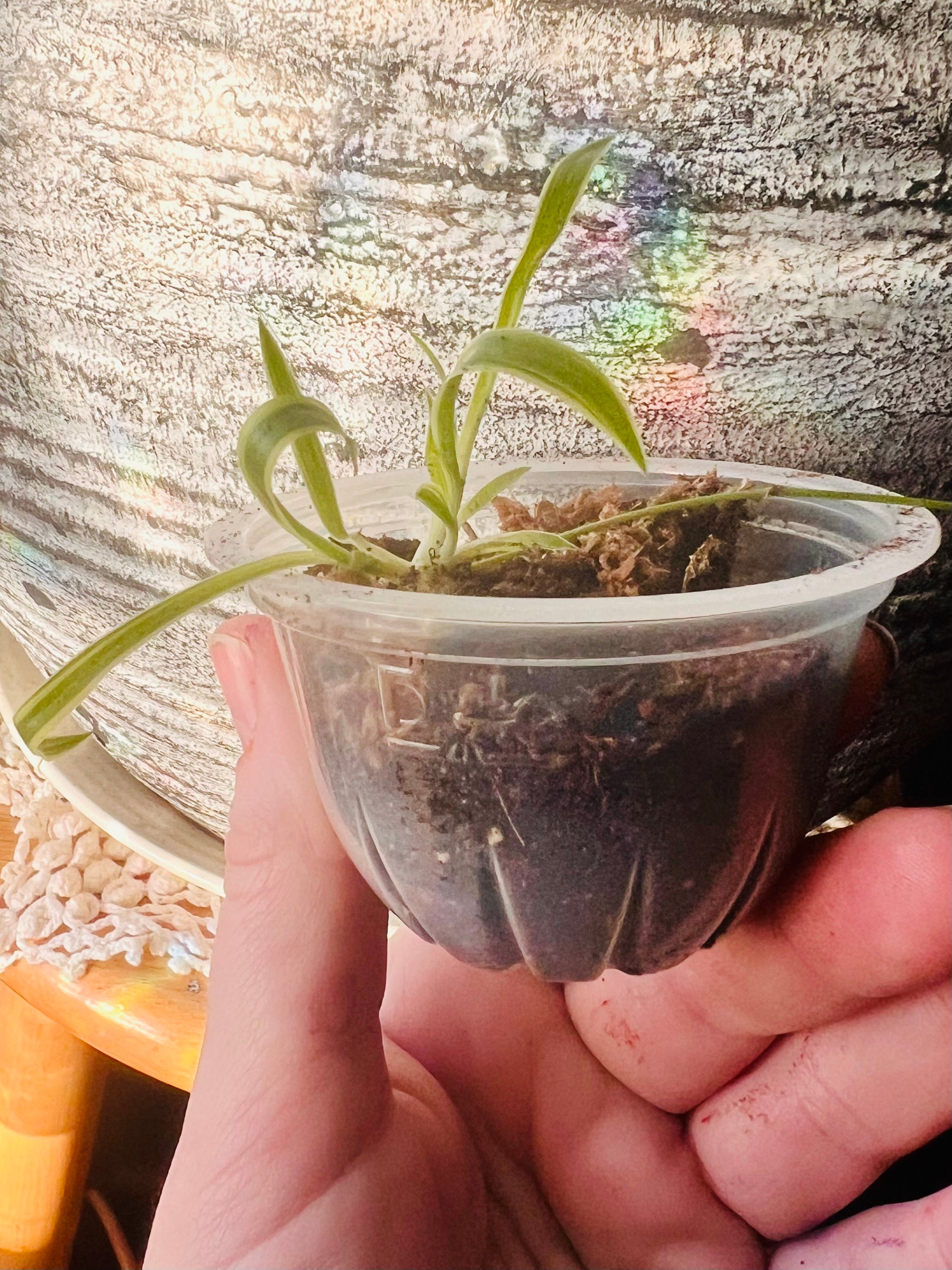 Spider starter plant