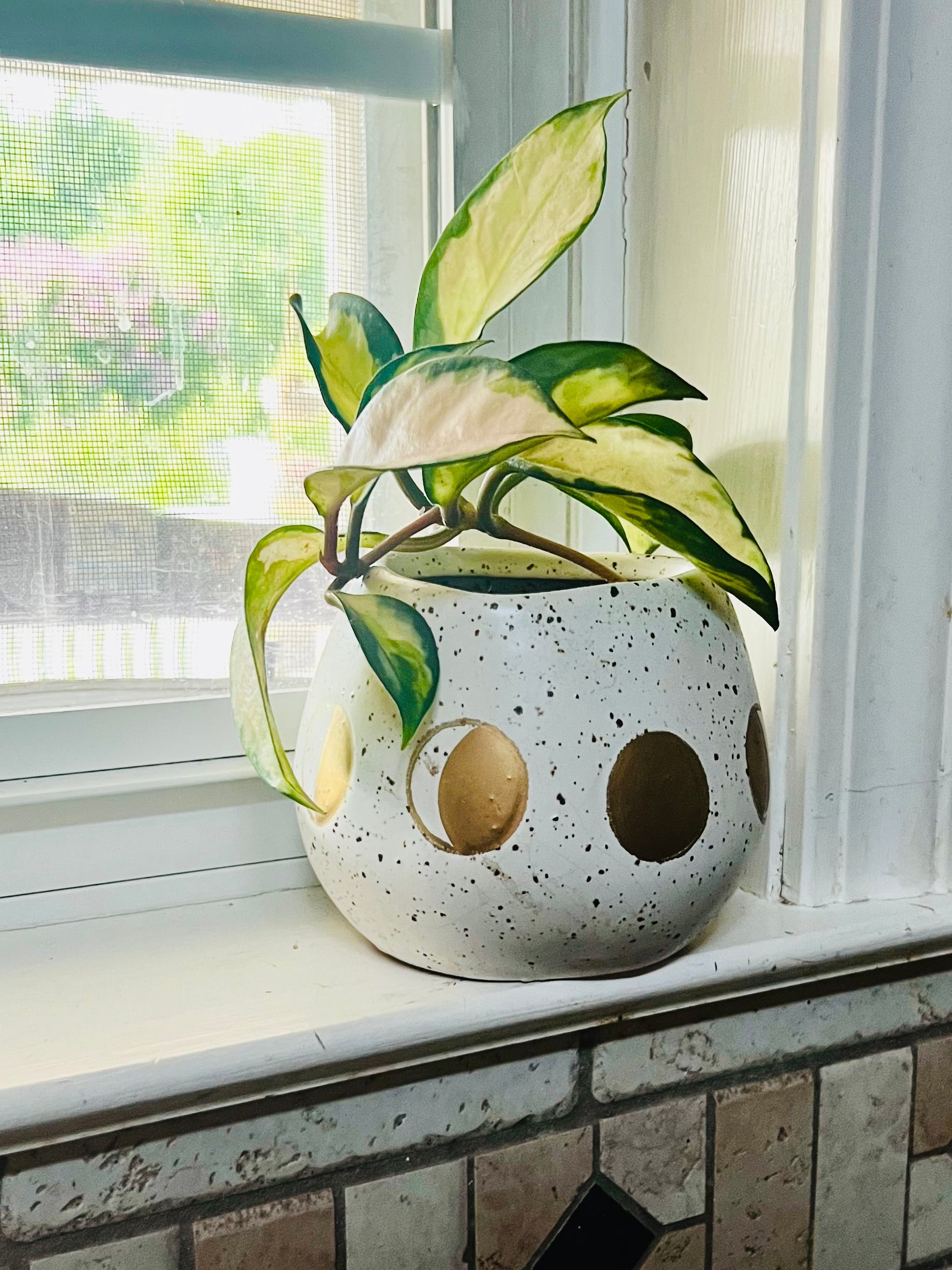 Hoya Krimson Queen + 4.5 Ceramic Planter