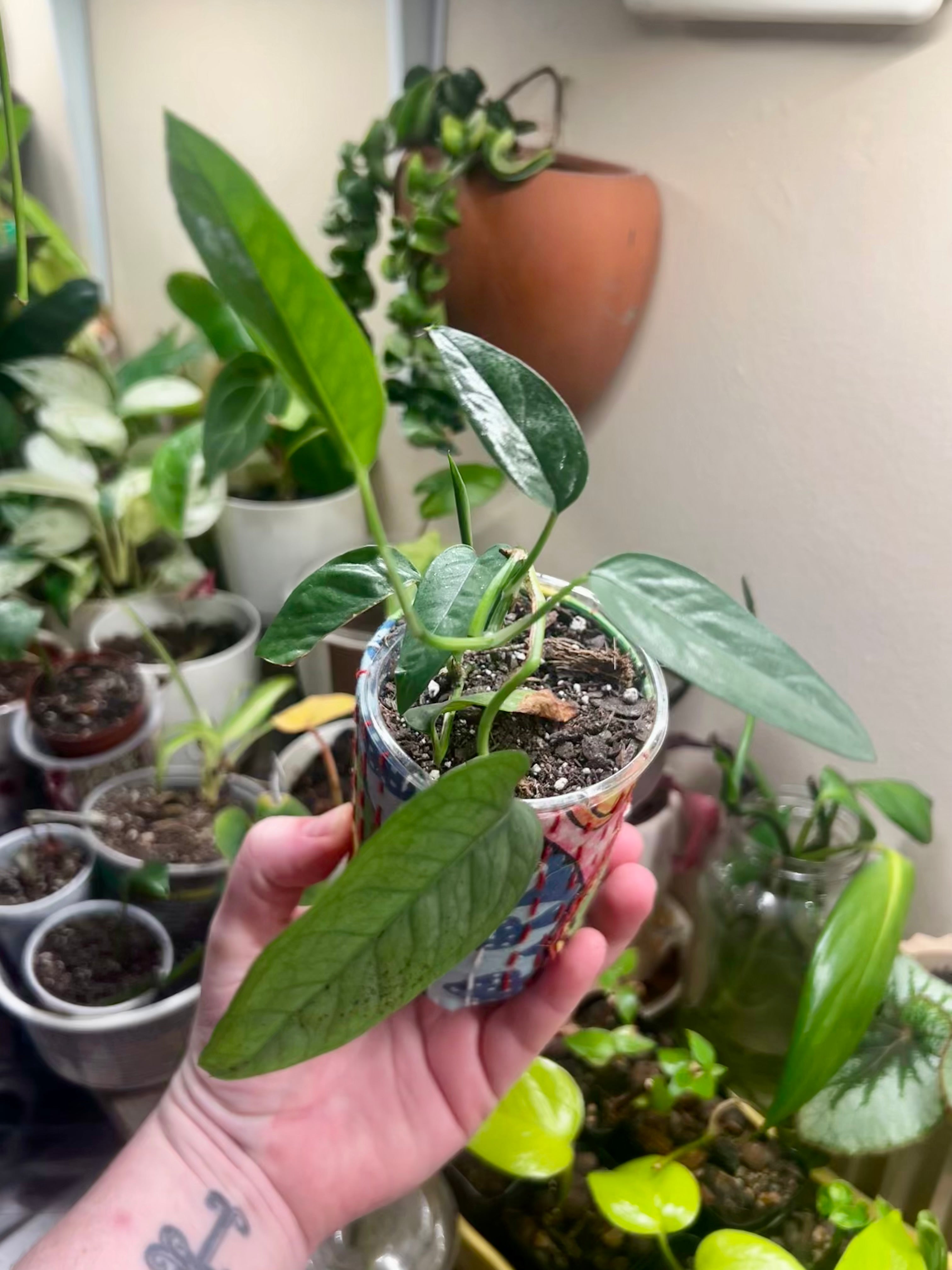 Epipremnum pinnatum Cebu Blue + upcycled pot