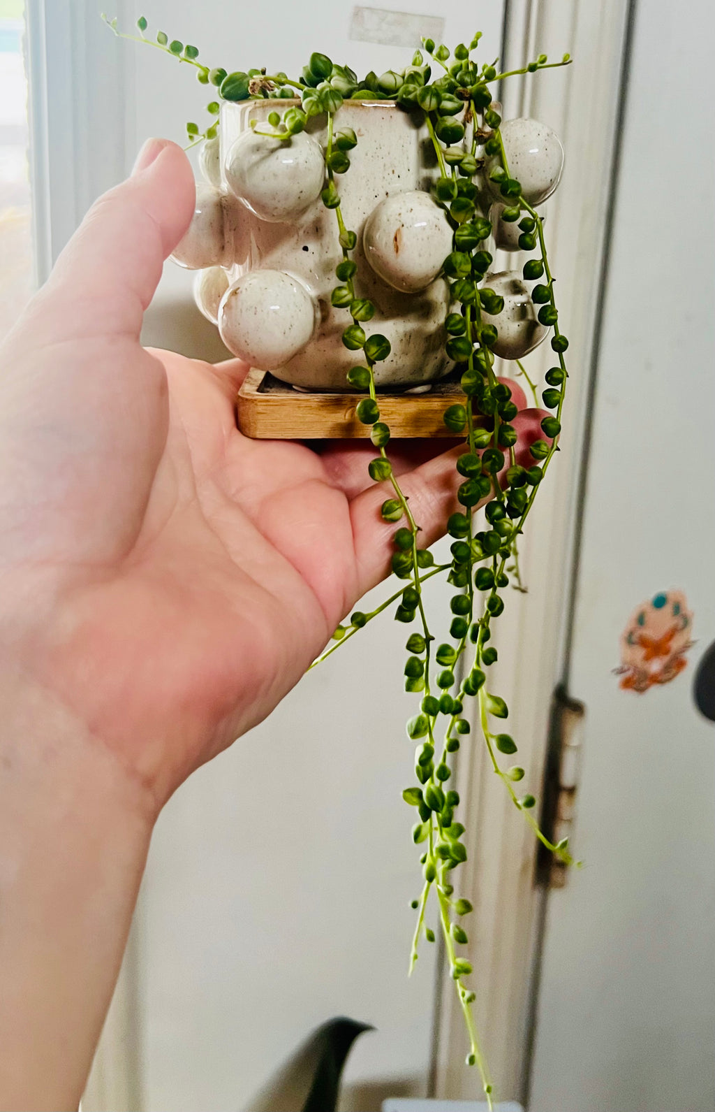 Variegated String of Pearls + Planter