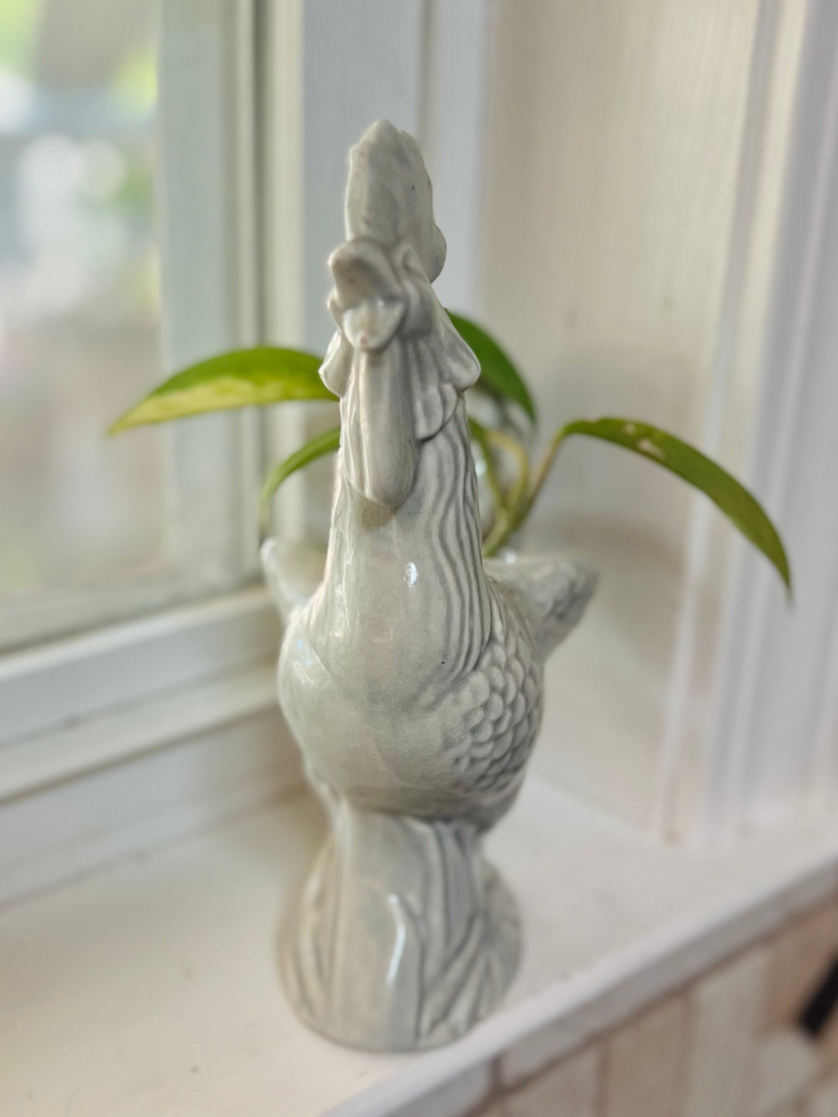 Hoya Krimson Queen + Ceramic Planter