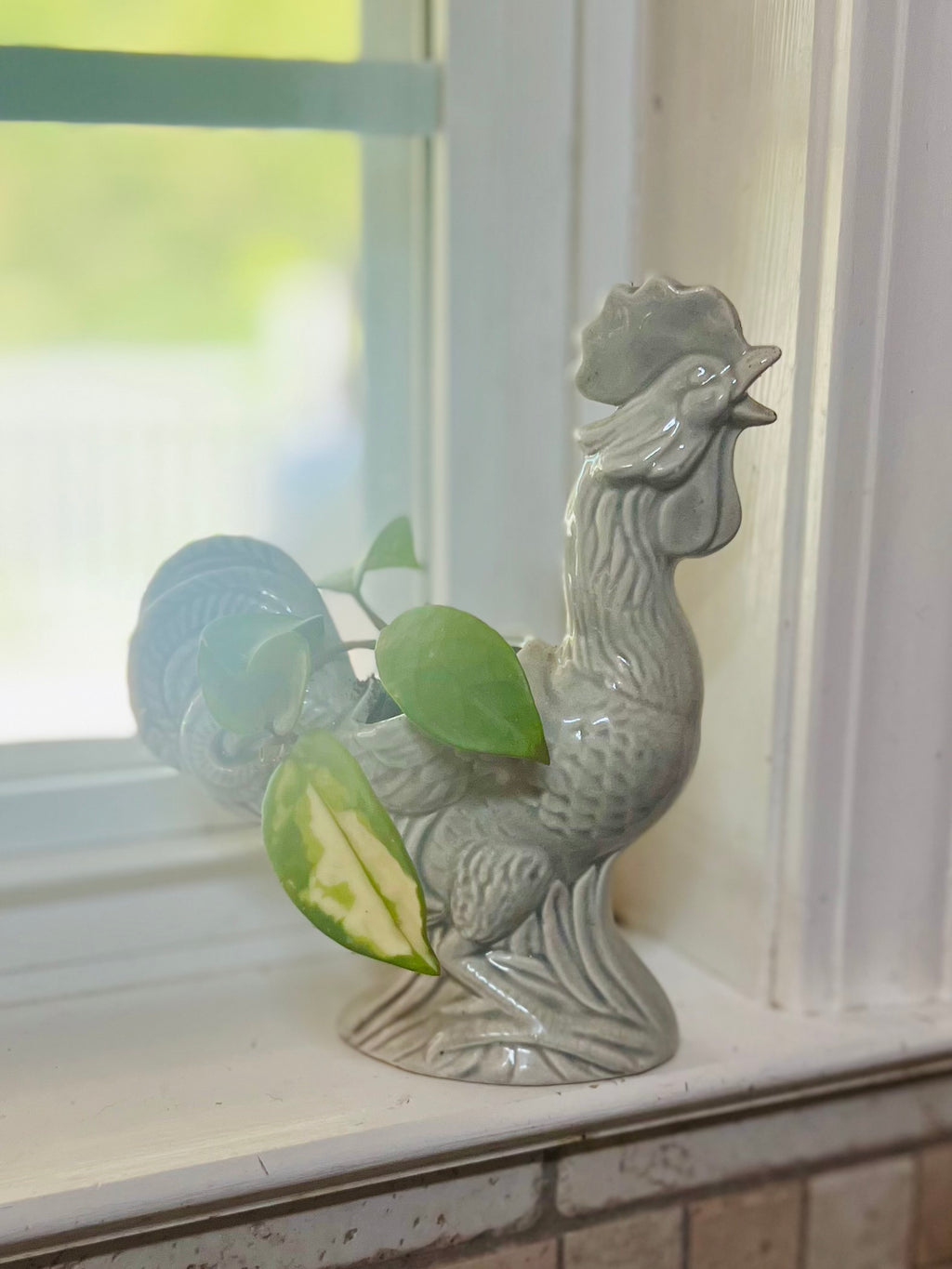 Hoya Krimson Queen + Ceramic Planter