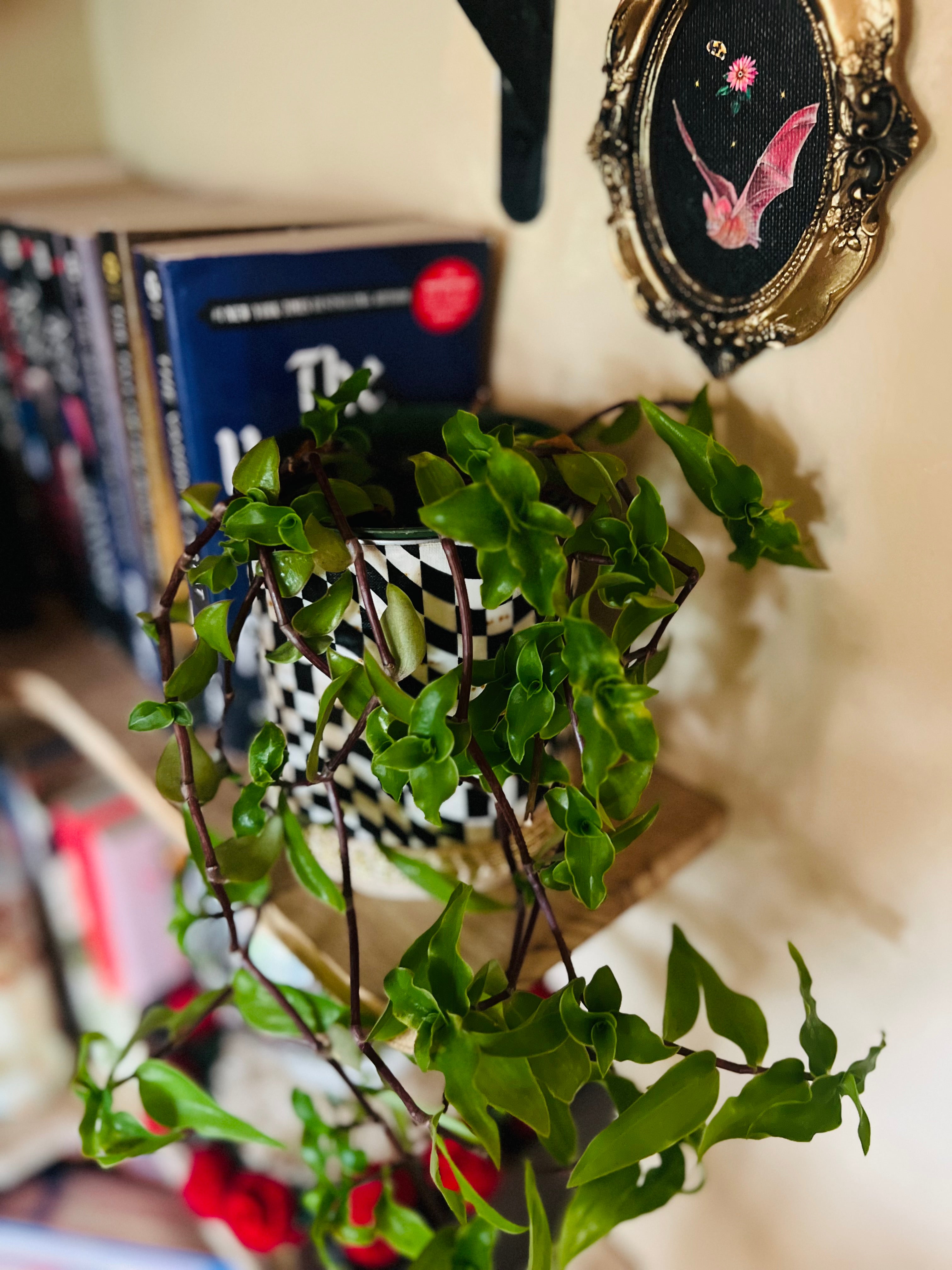4”  Tradescantia Fluminensis (turtle vine or small leaf spiderwort) + upcycled pot