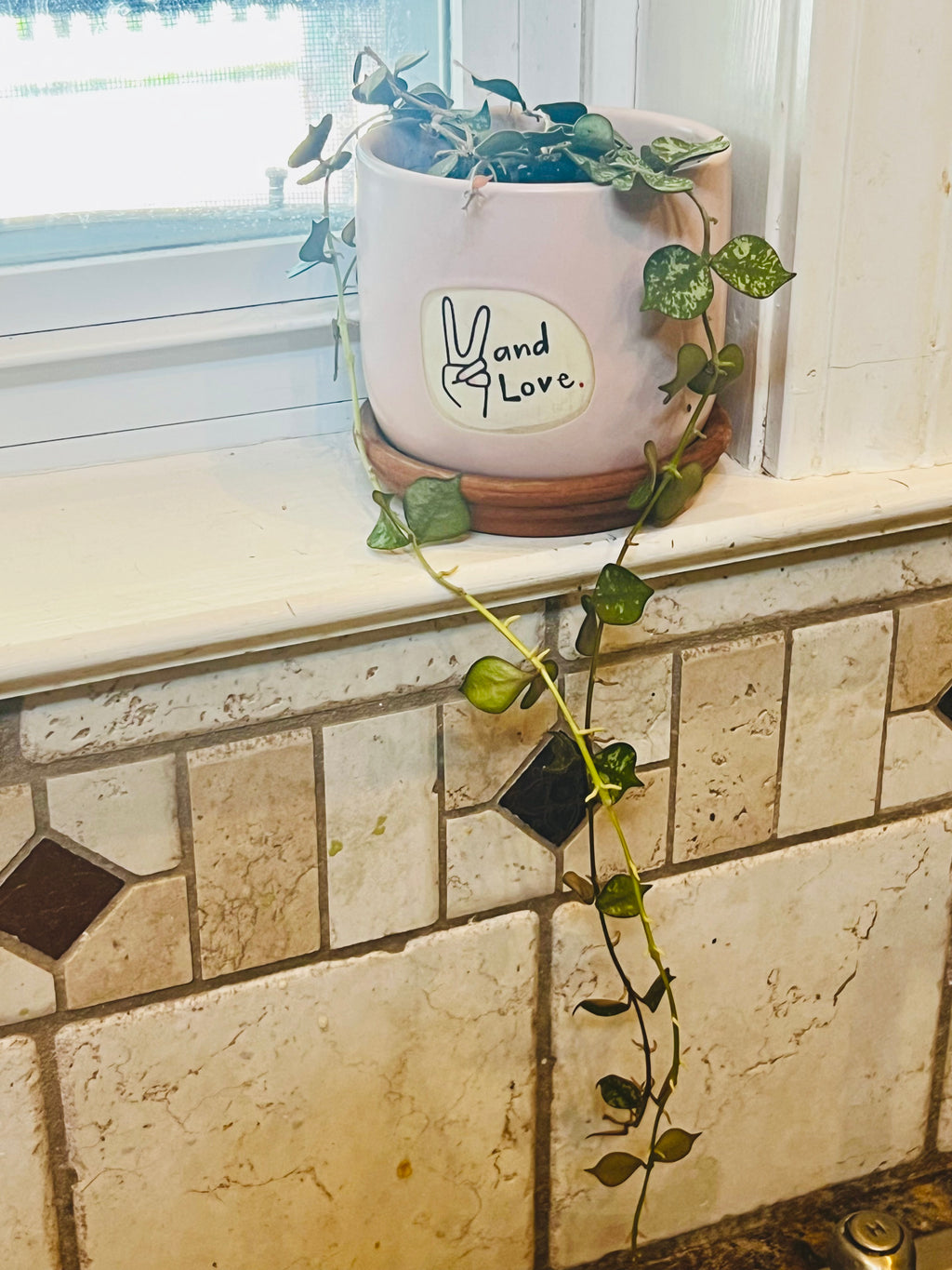 Hoya Curtisii + Planter