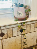Hoya Curtisii + Planter