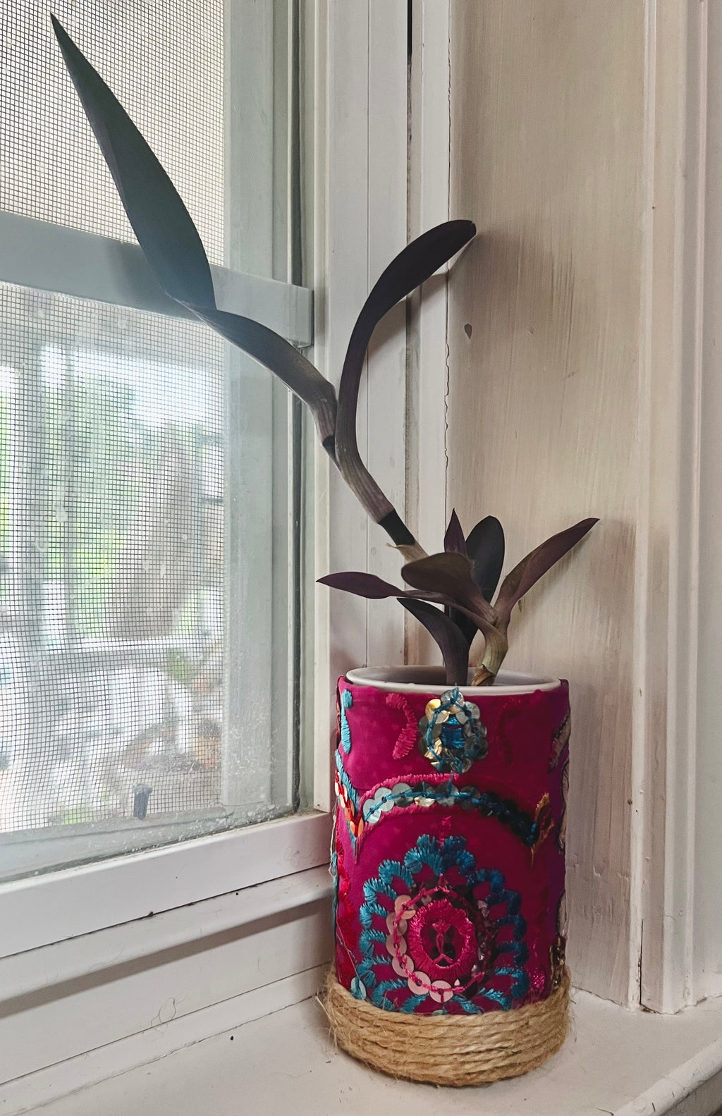 3”  Tradescantia pallida (Purple Heart) + upcycled pot