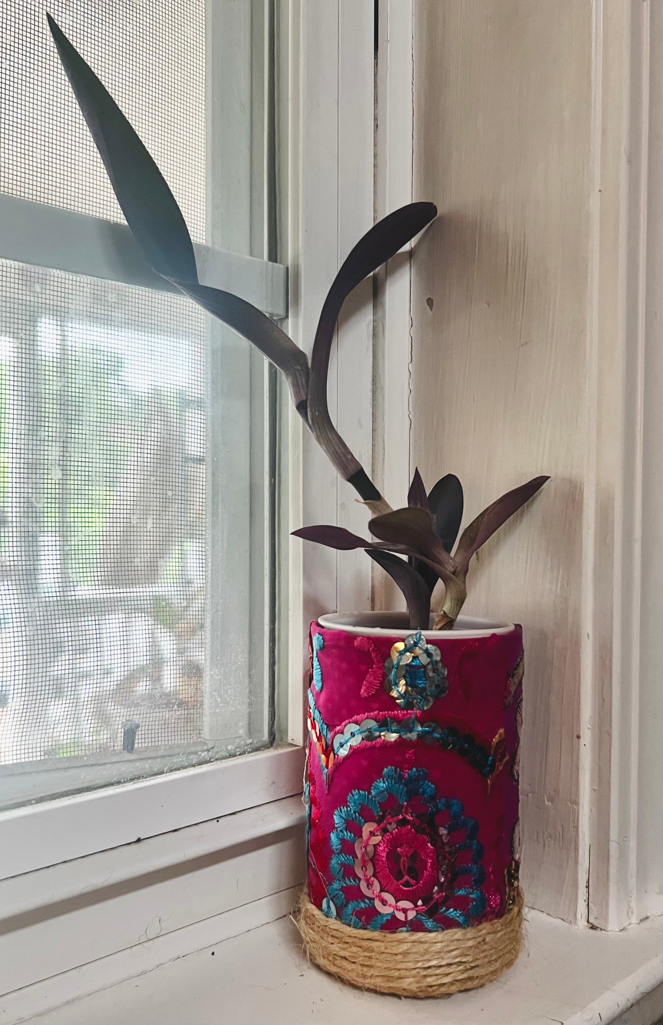 3”  Tradescantia pallida (Purple Heart) + upcycled pot