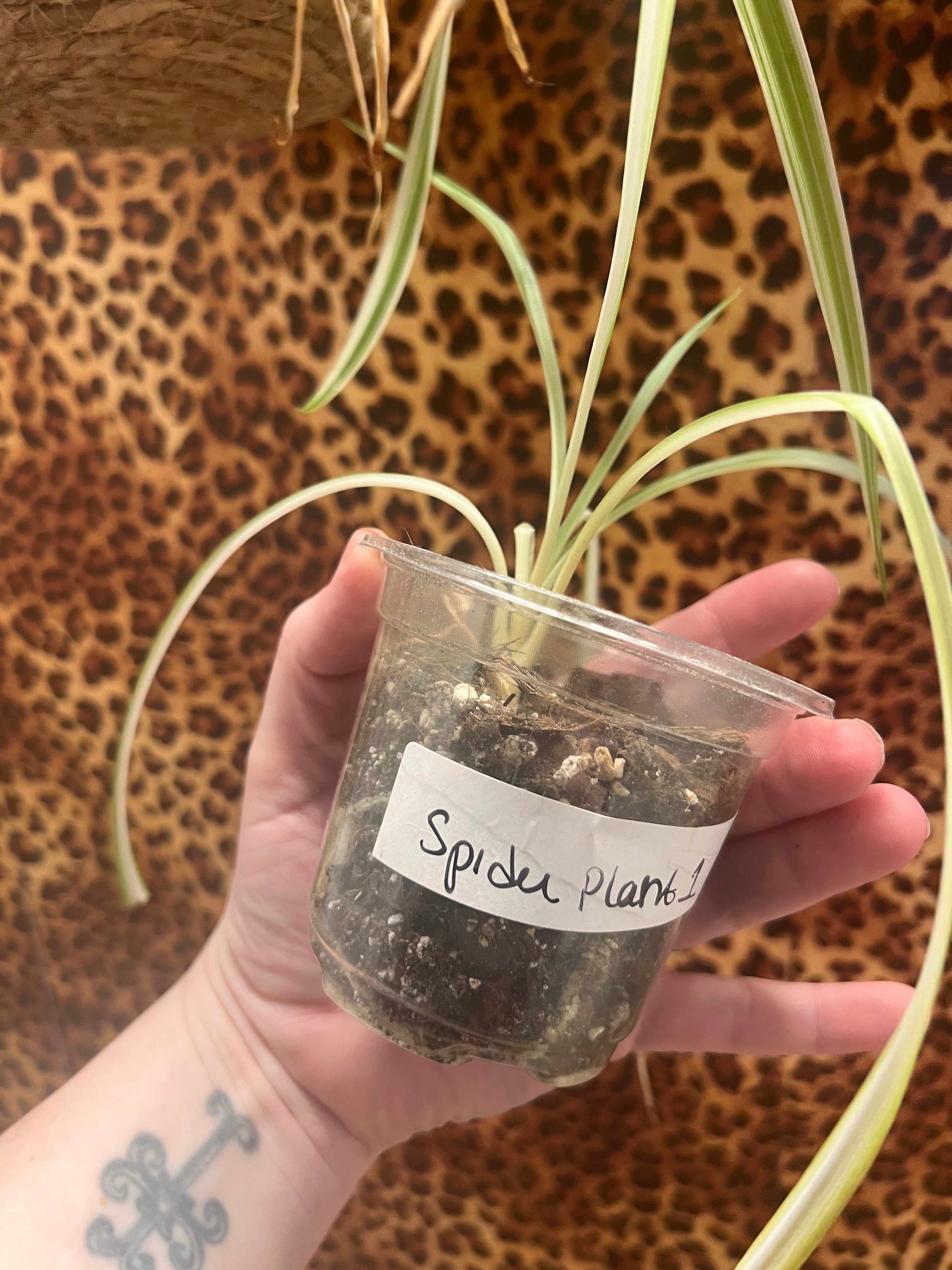 Spider starter plant