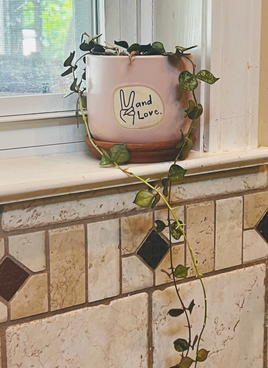 Hoya Curtisii + Planter