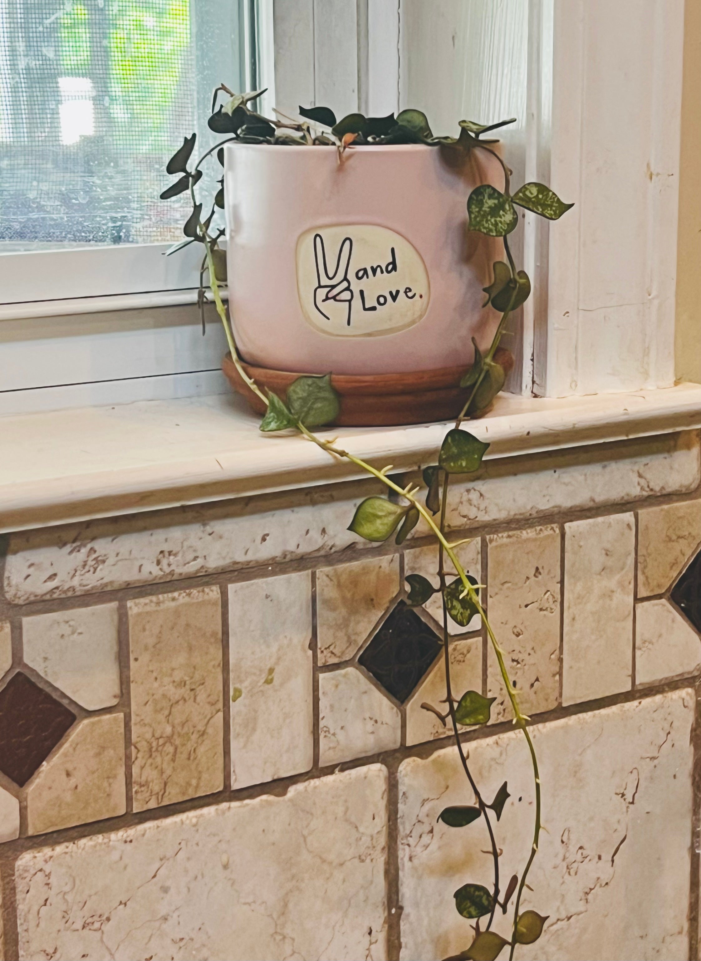 Hoya Curtisii + Planter