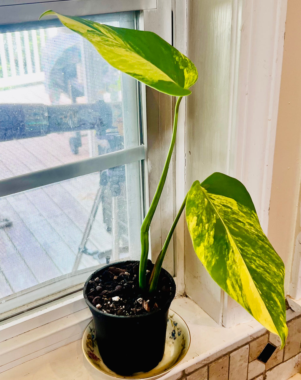 4” Monstera Aurea Starter Plant