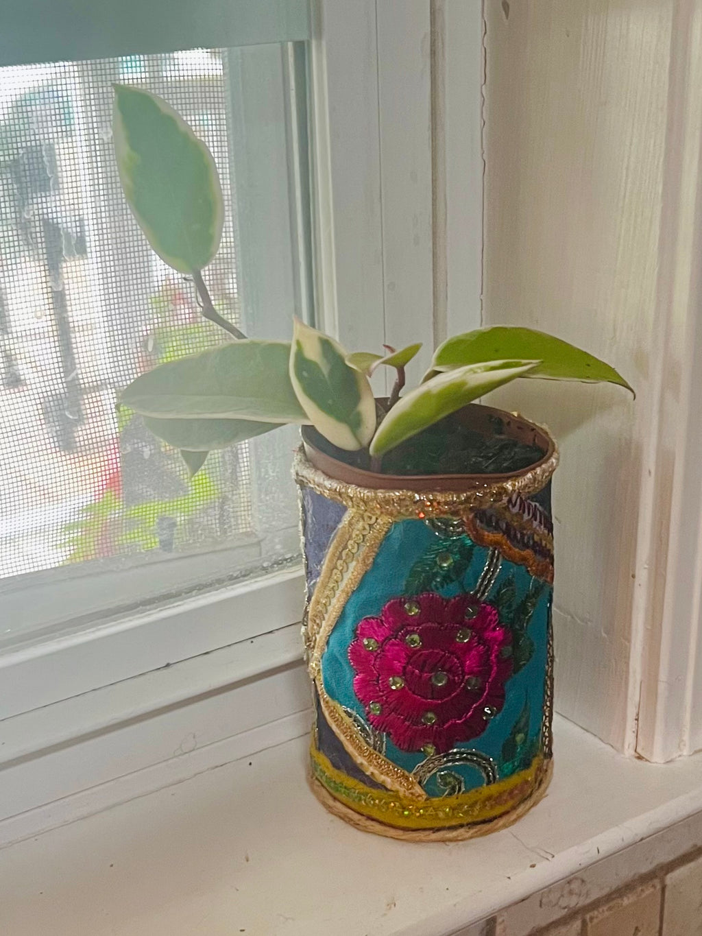 3” Hoya Krimson Queen + upcycled Planter