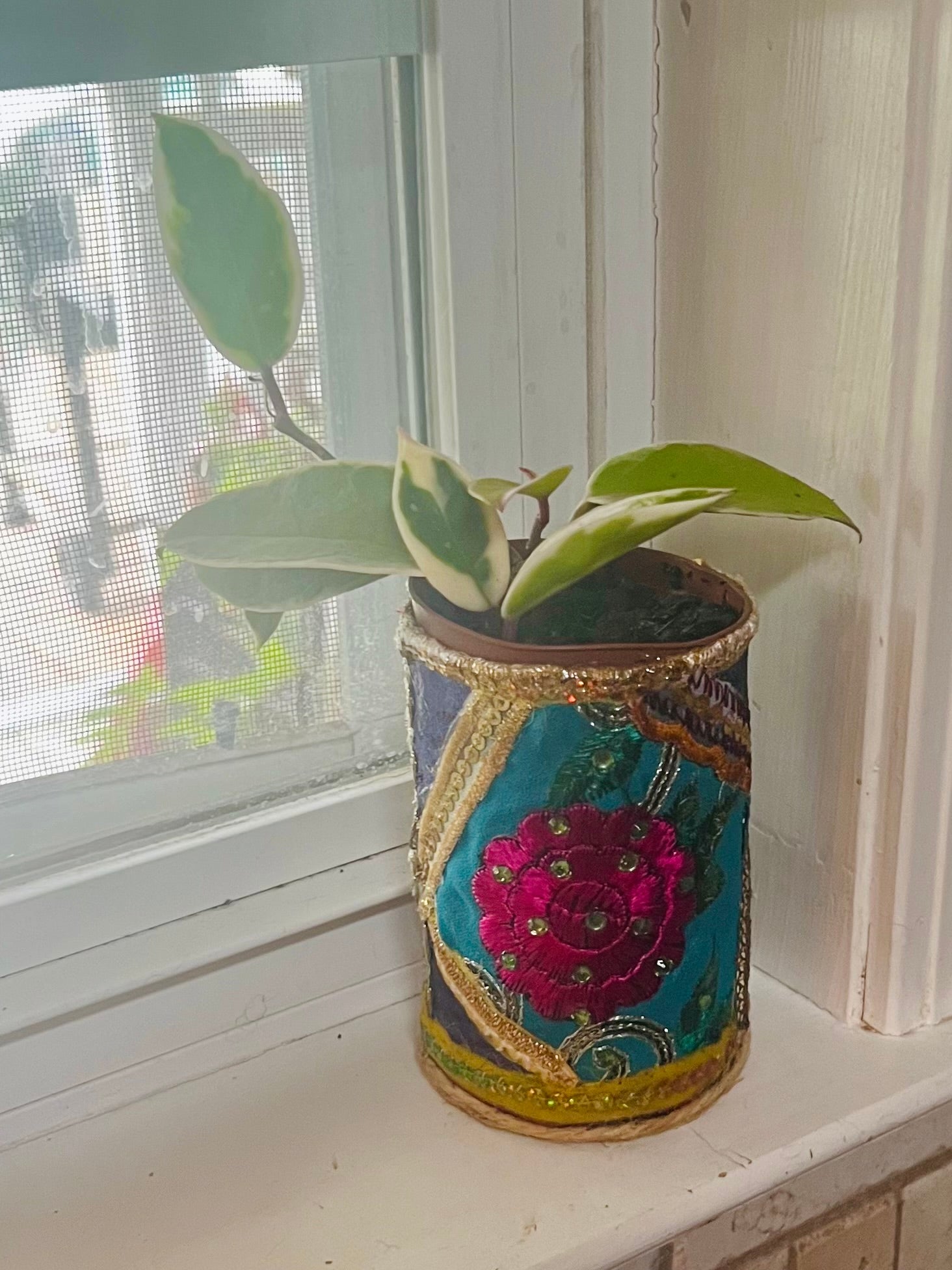 3” Hoya Krimson Queen + upcycled Planter