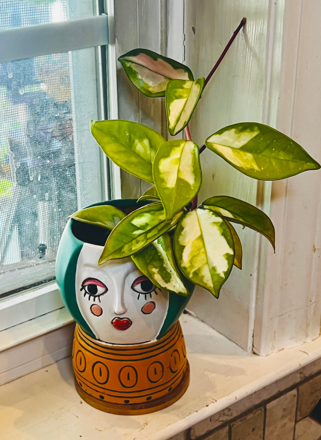 Hoya Tricolor + Planter