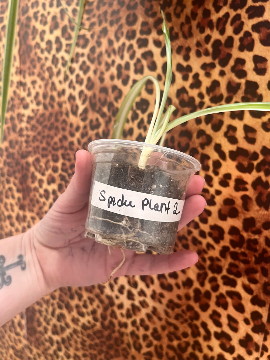 Spider starter plant