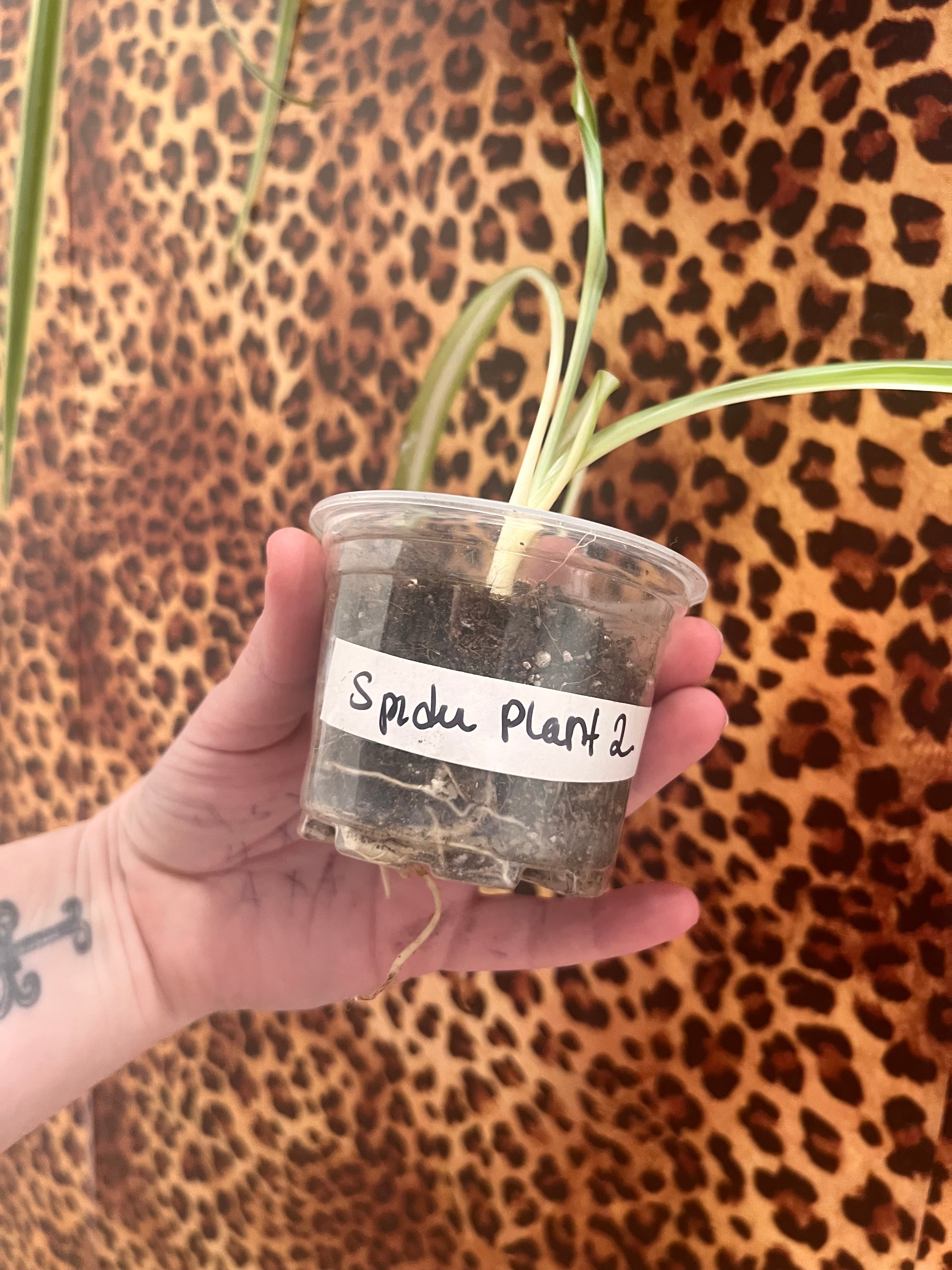 Spider starter plant