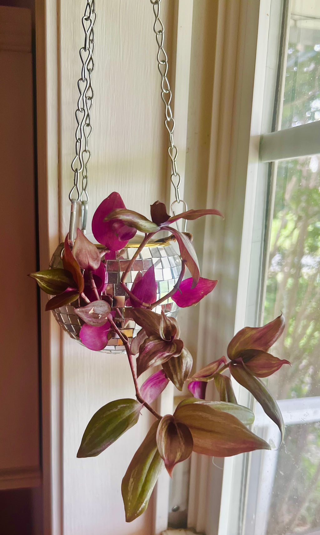 3” Tradescantia zebrina Wandering Dude + Hanging Disco Planter Pot