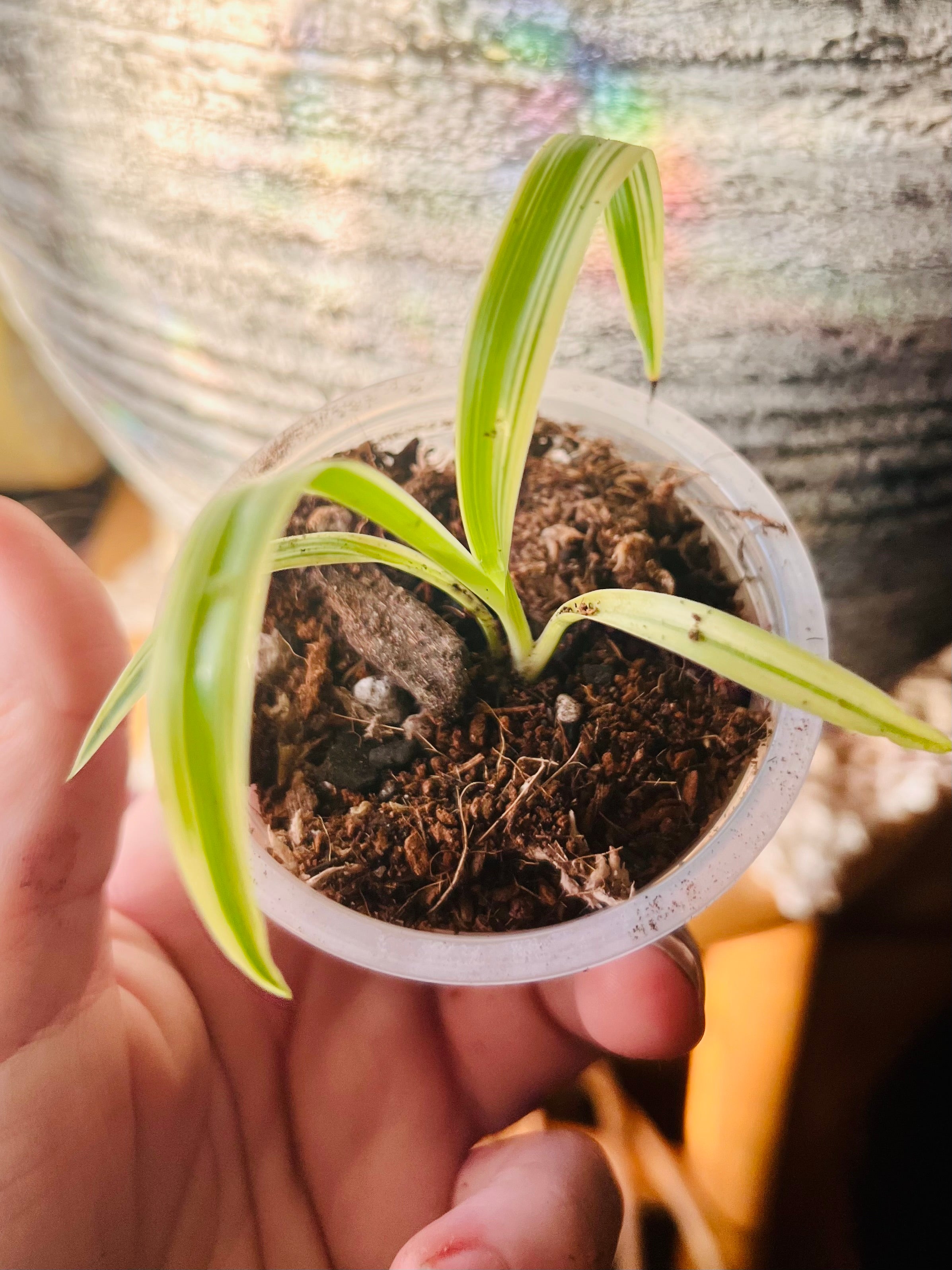 Spider starter plant