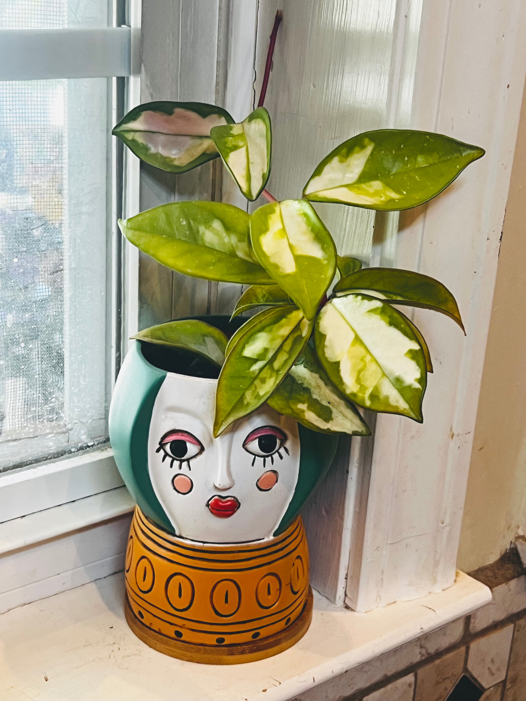 Hoya Tricolor + Planter