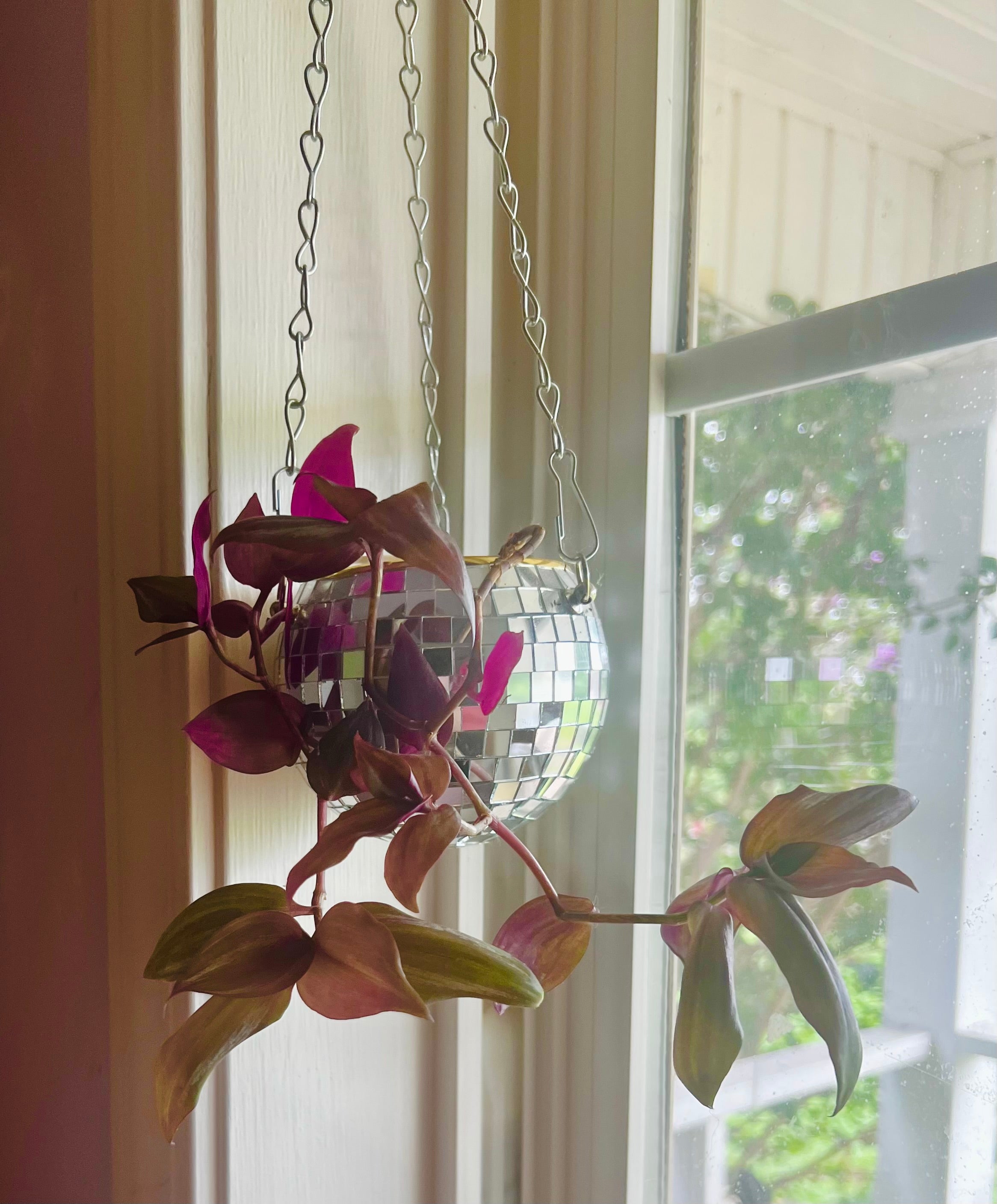 3” Tradescantia zebrina Wandering Dude + Hanging Disco Planter Pot