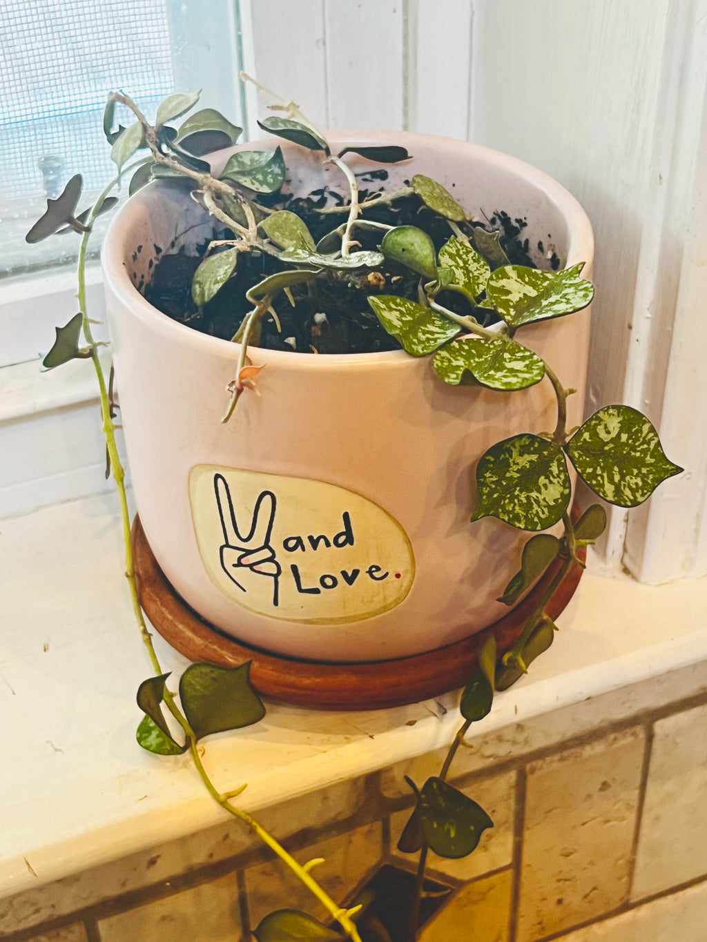 Hoya Curtisii + Planter