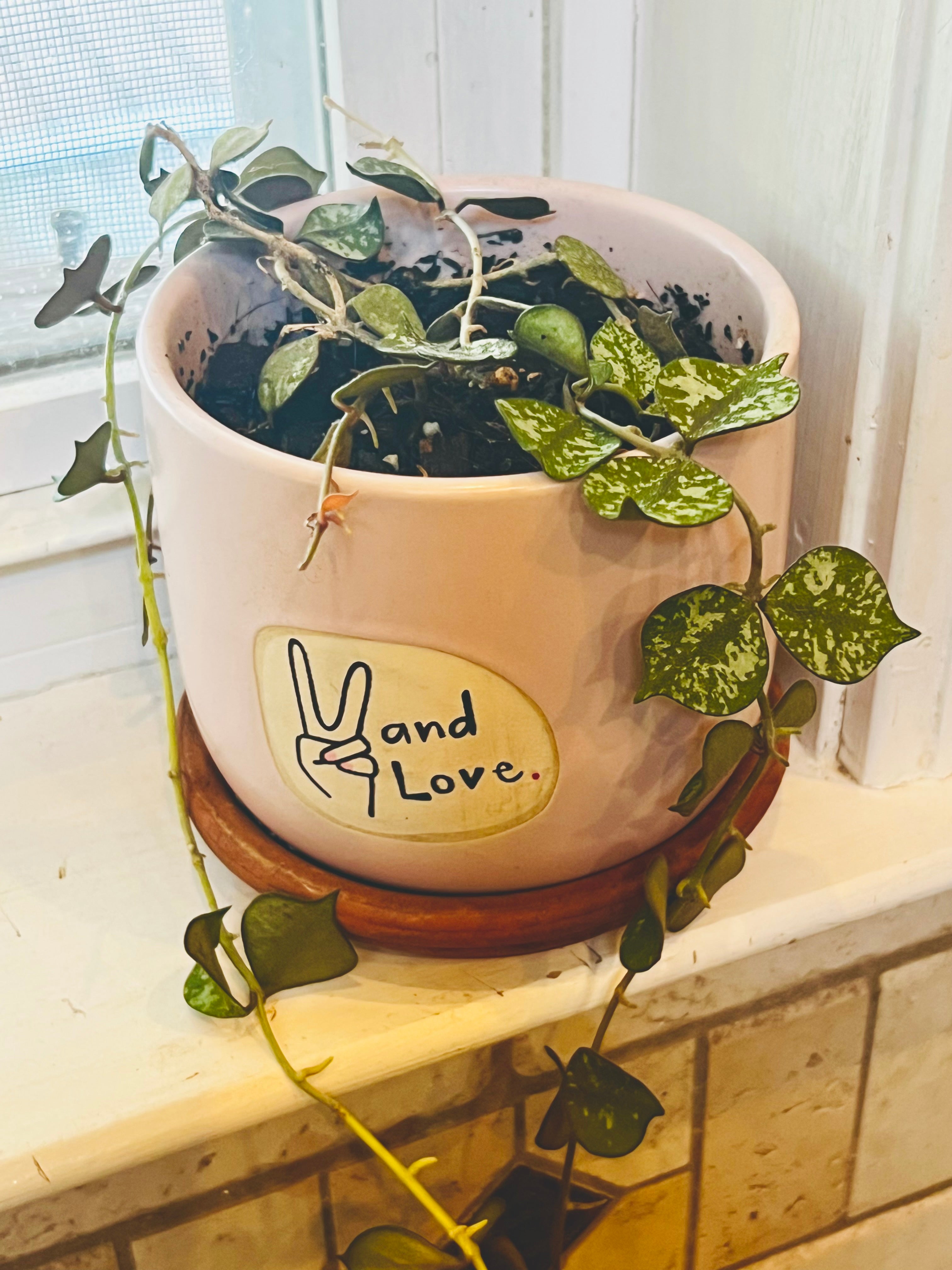 Hoya Curtisii + Planter