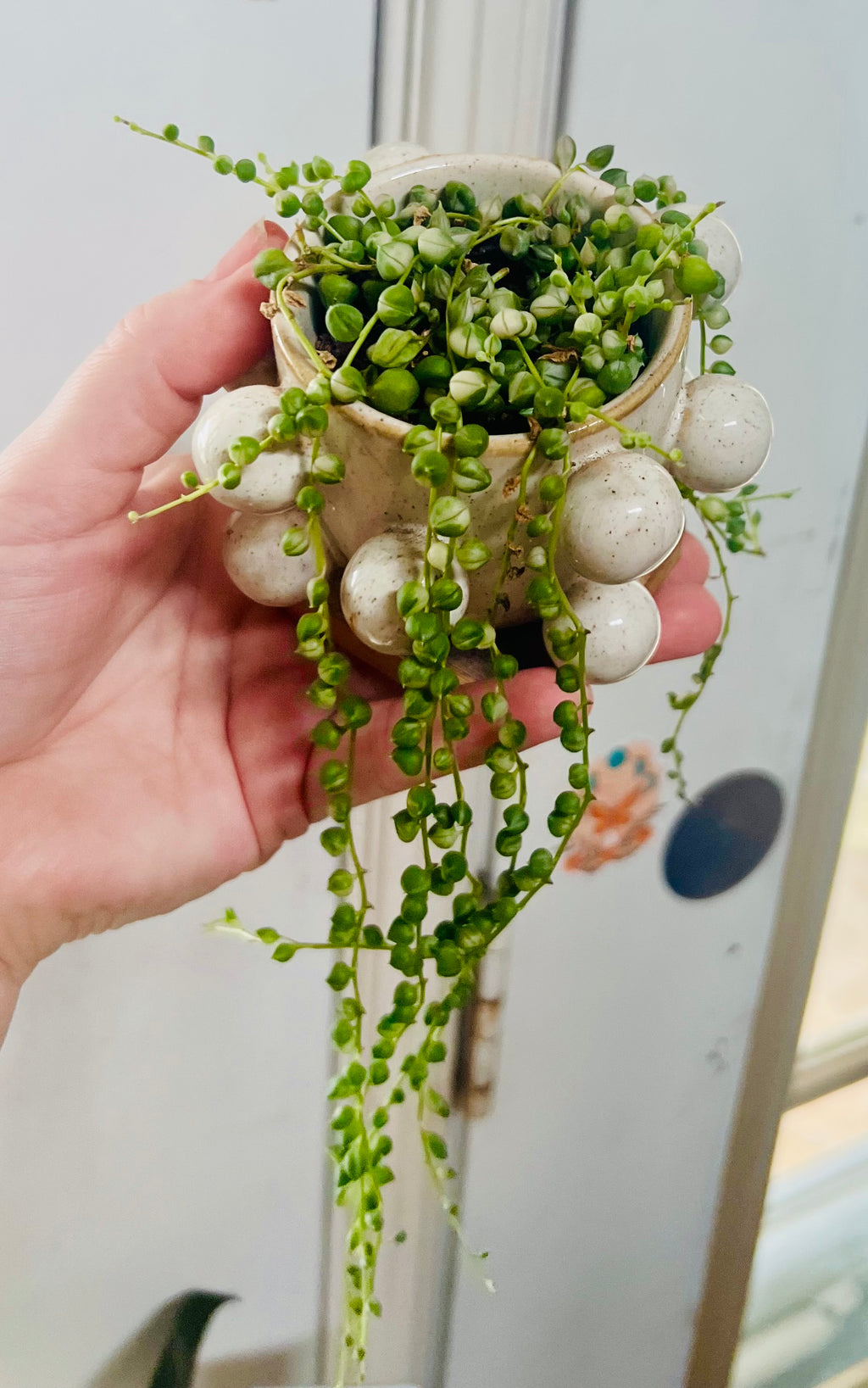 Variegated String of Pearls + Planter