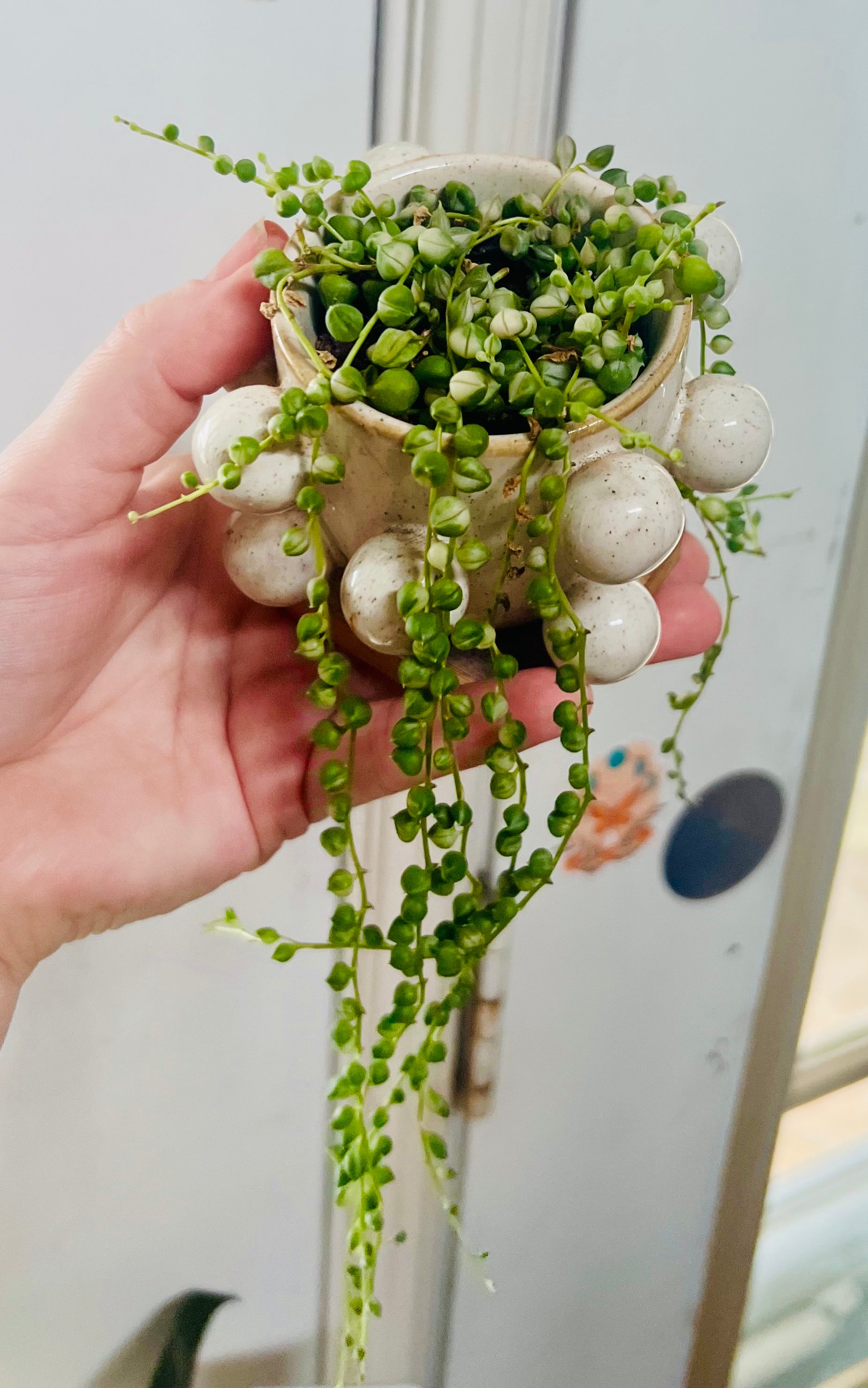 Variegated String of Pearls + Planter