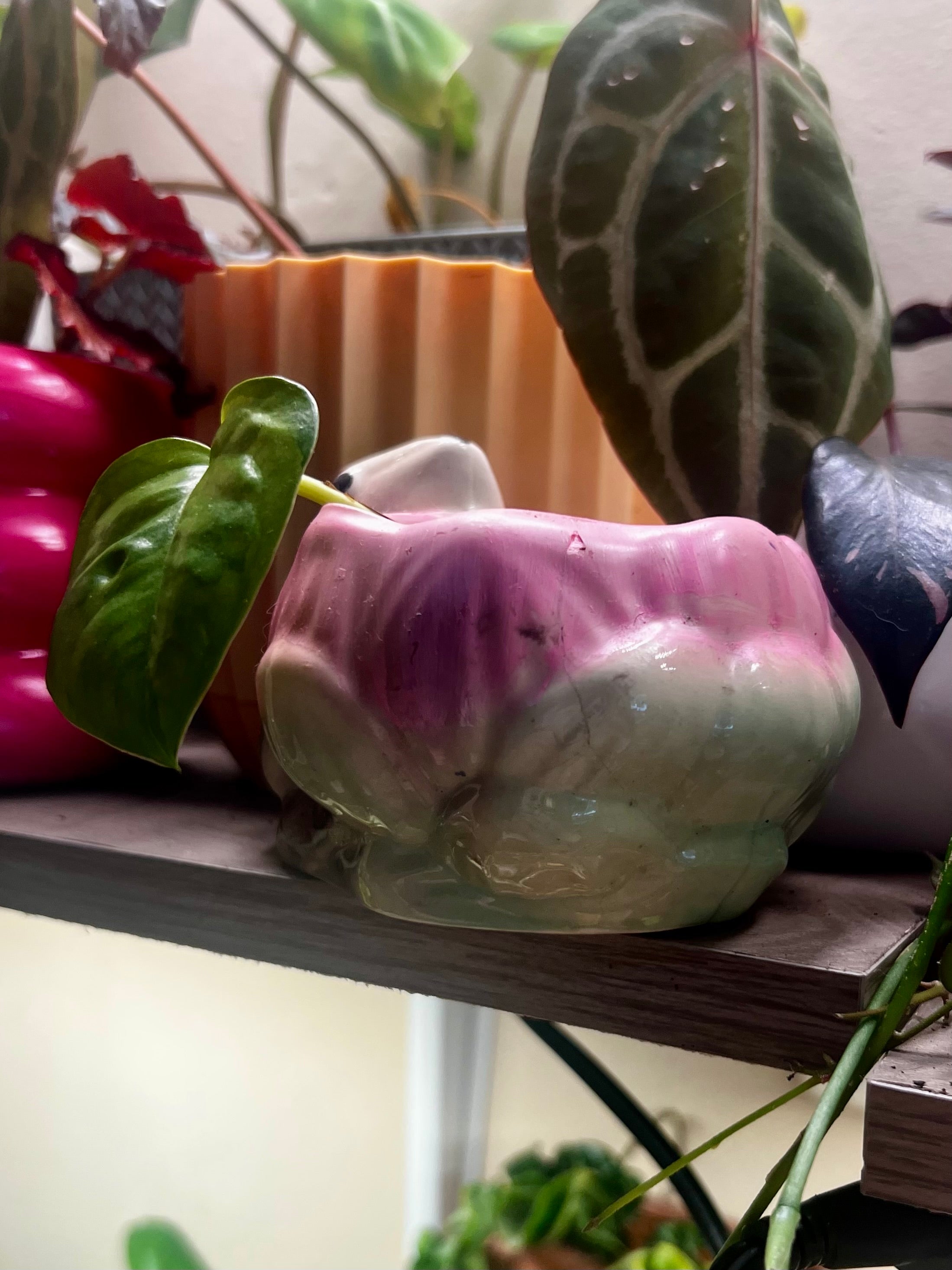 2” Global Green Pothos + Vintage Frog Pot