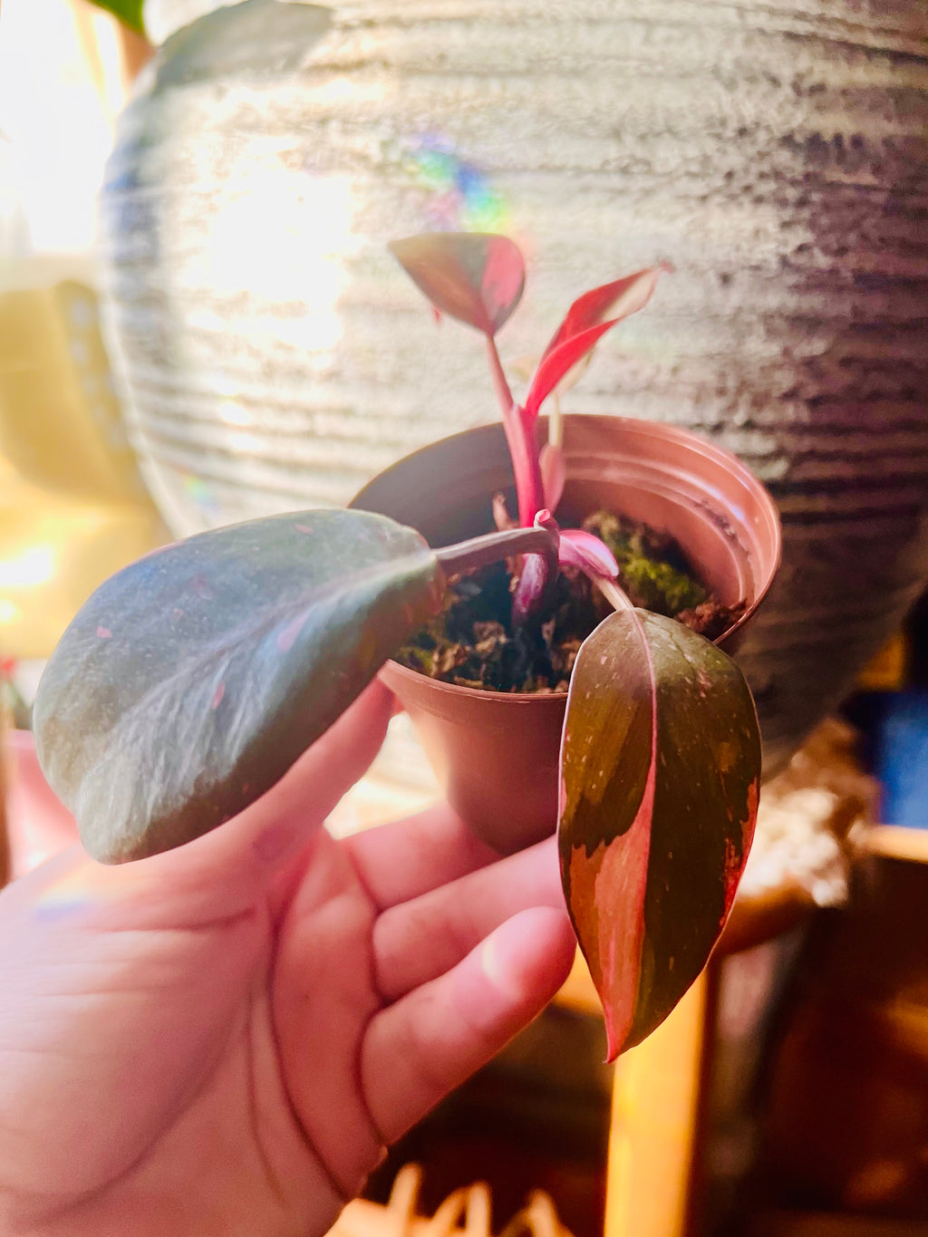Pink Princess Philodendron 3” Starter