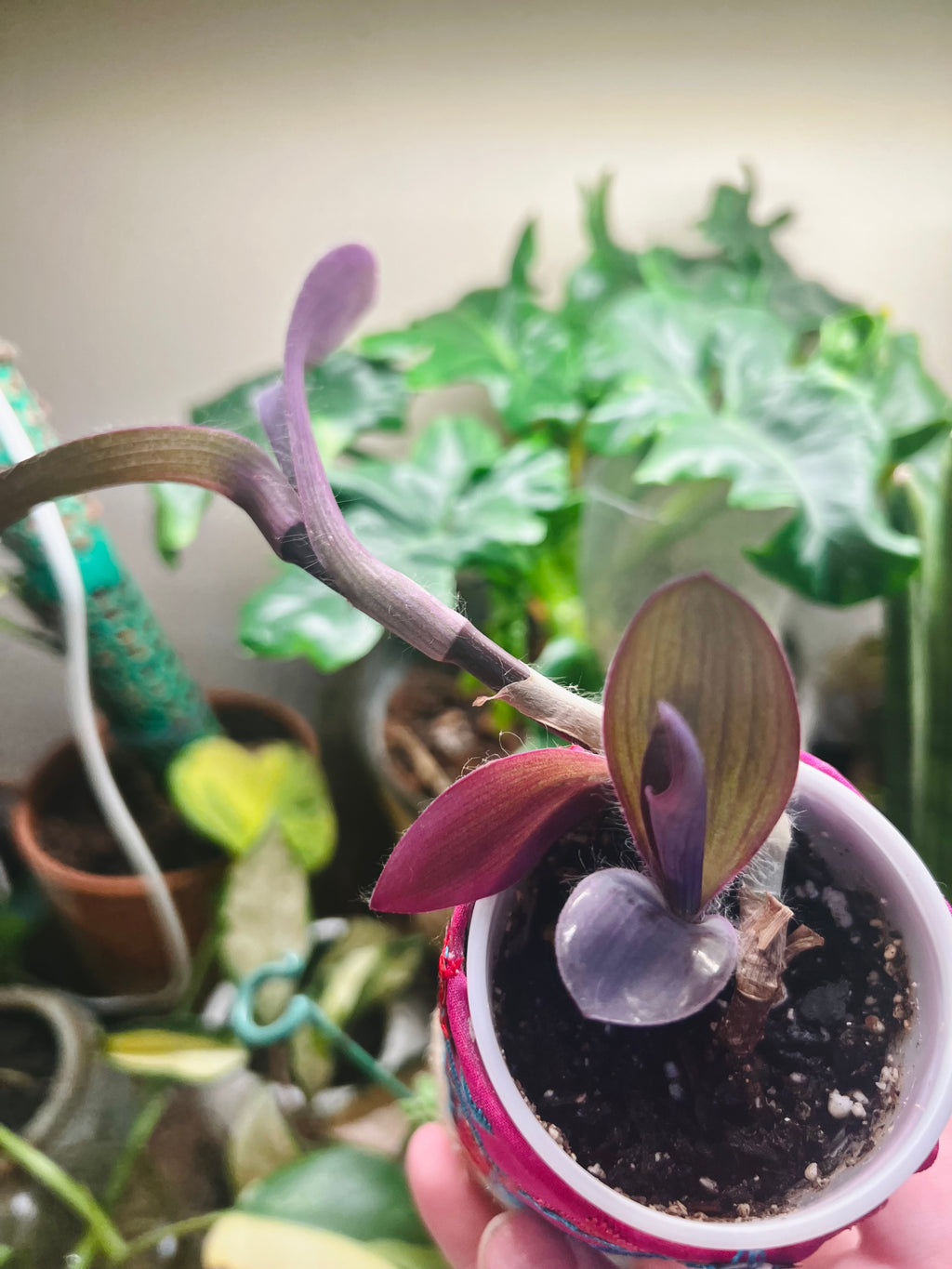 3”  Tradescantia pallida (Purple Heart) + upcycled pot