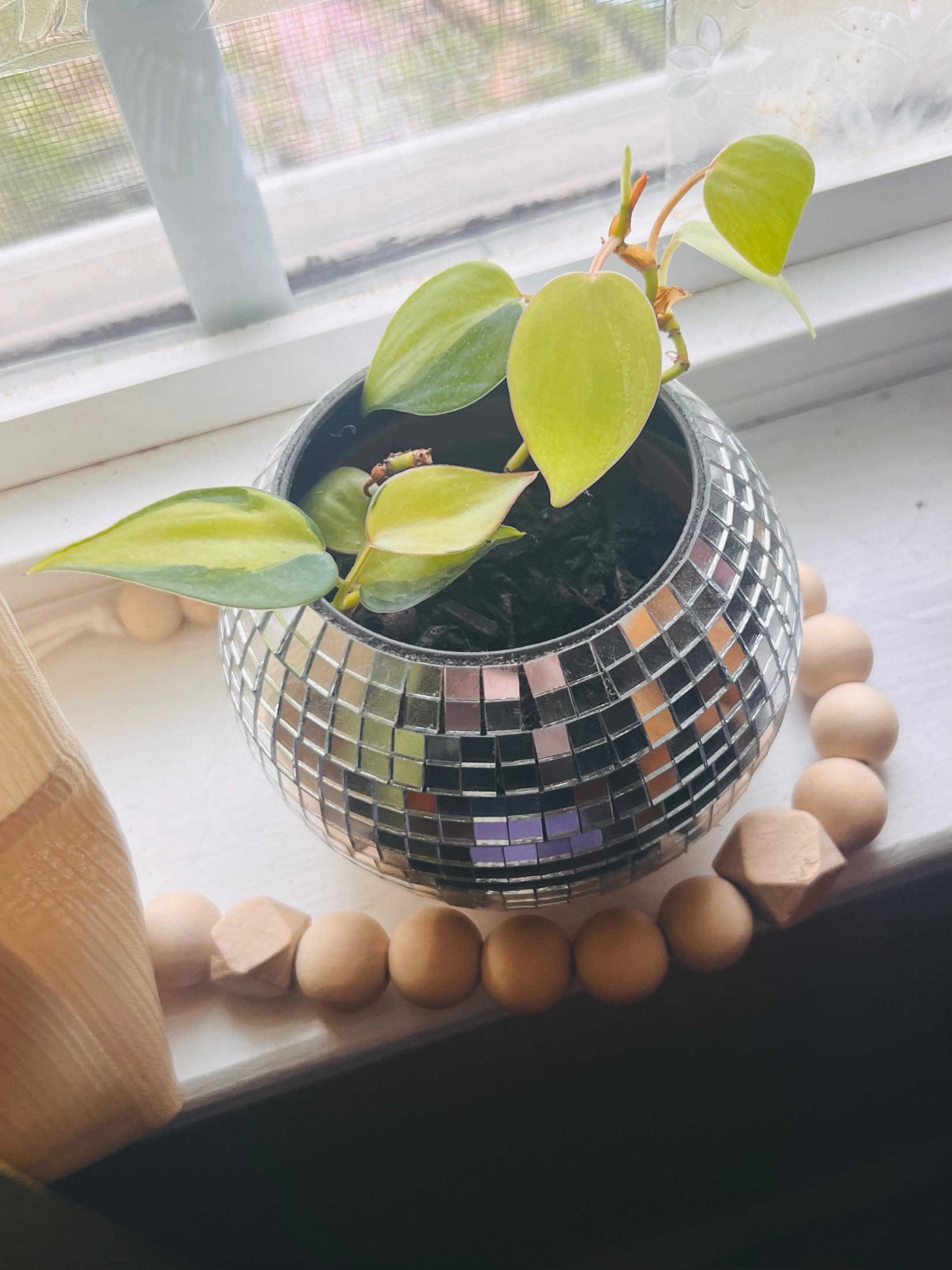 3” Philodendron Brasil + Disco Planter Pot