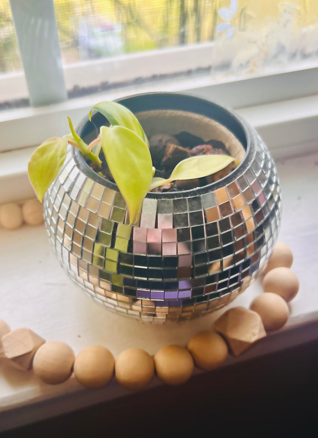 3” Philodendron Brasil + Disco Planter Pot