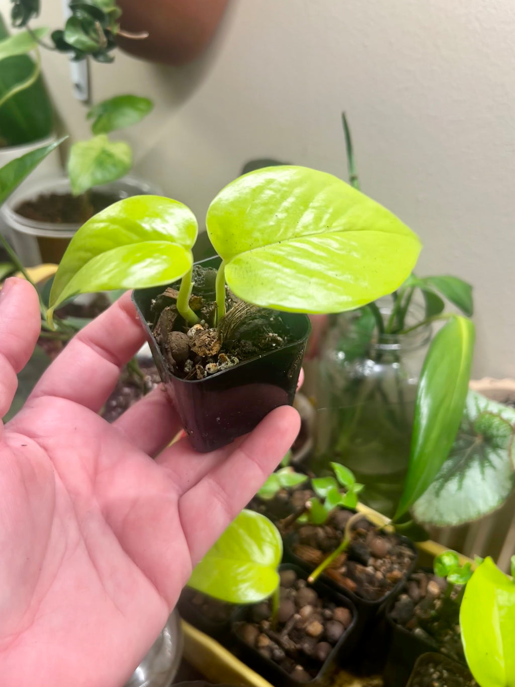 2” neon pothos
