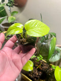 2” neon pothos