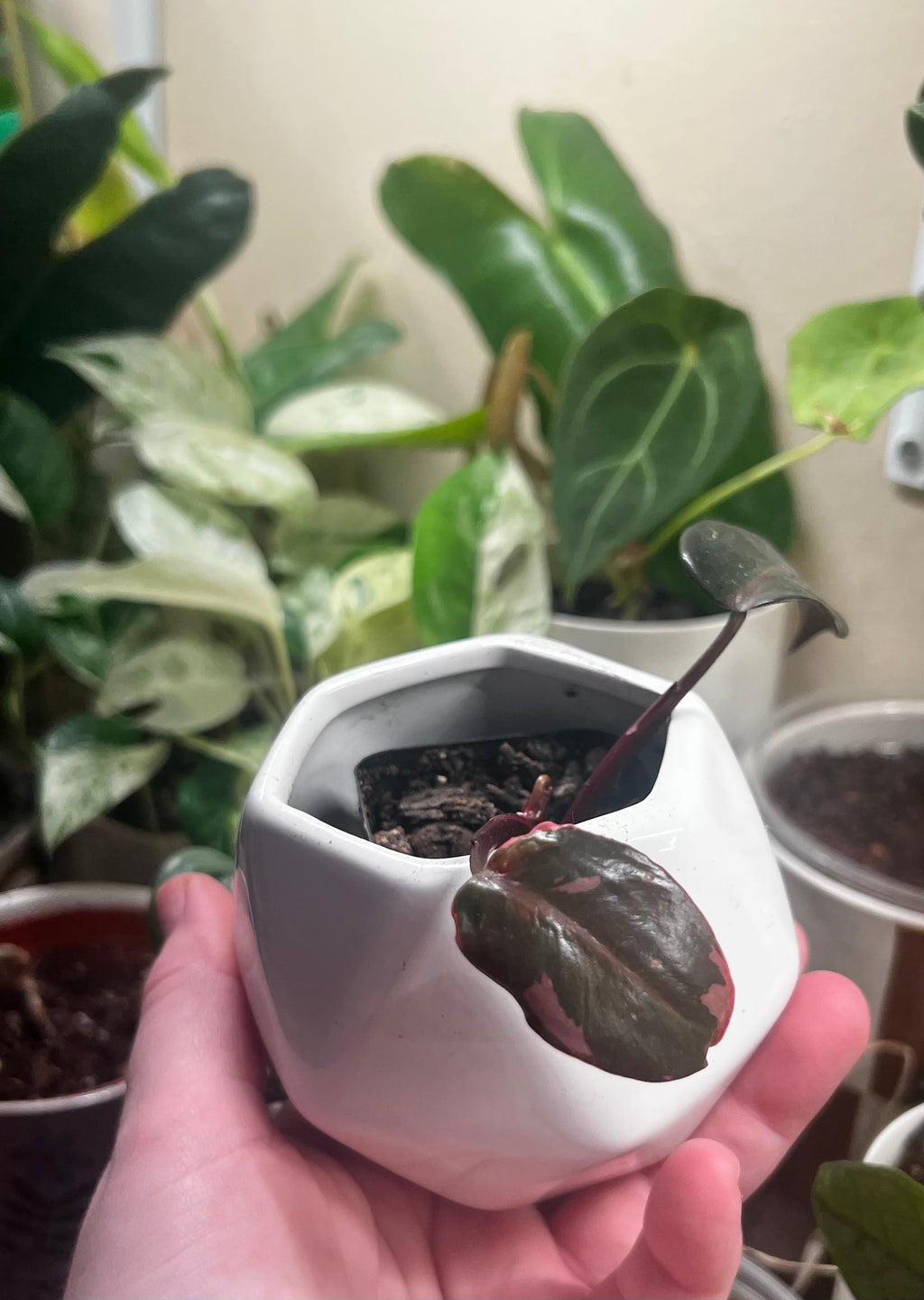2” Pink Princess Philodendron + Ceramic pot