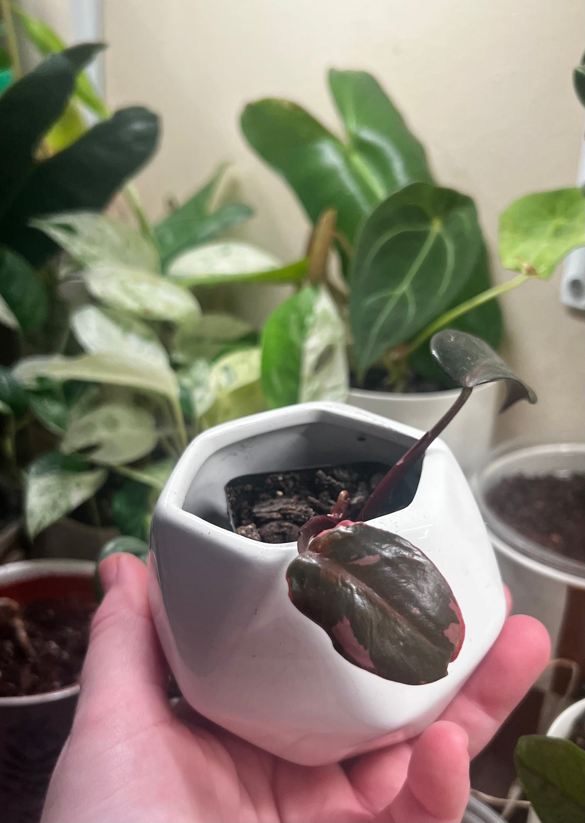 2” Pink Princess Philodendron + Ceramic pot