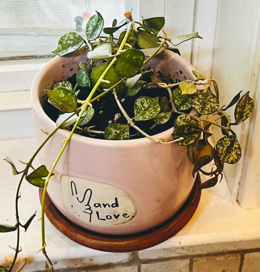 Hoya Curtisii + Planter
