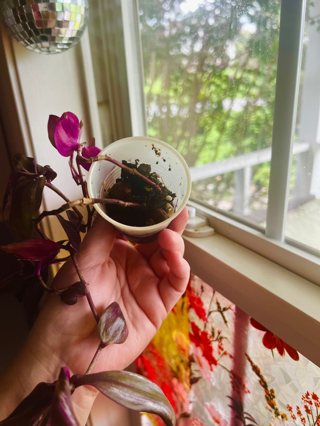 3” Tradescantia zebrina Wandering Dude + Hanging Disco Planter Pot