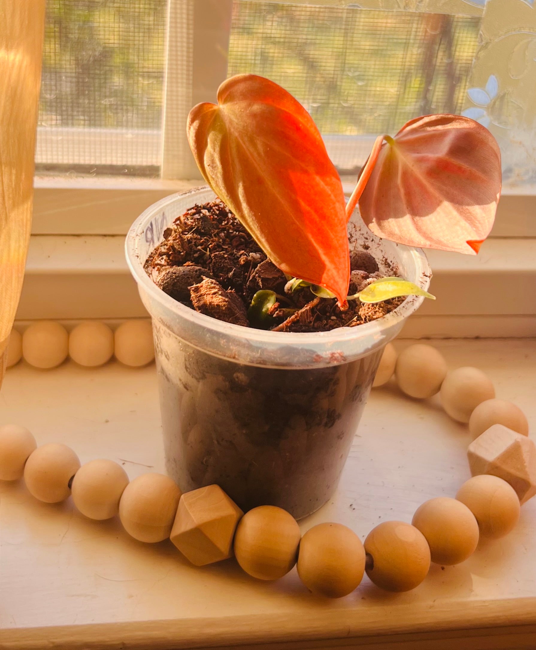 3” Rooted Micans Philodendron Starter Plant