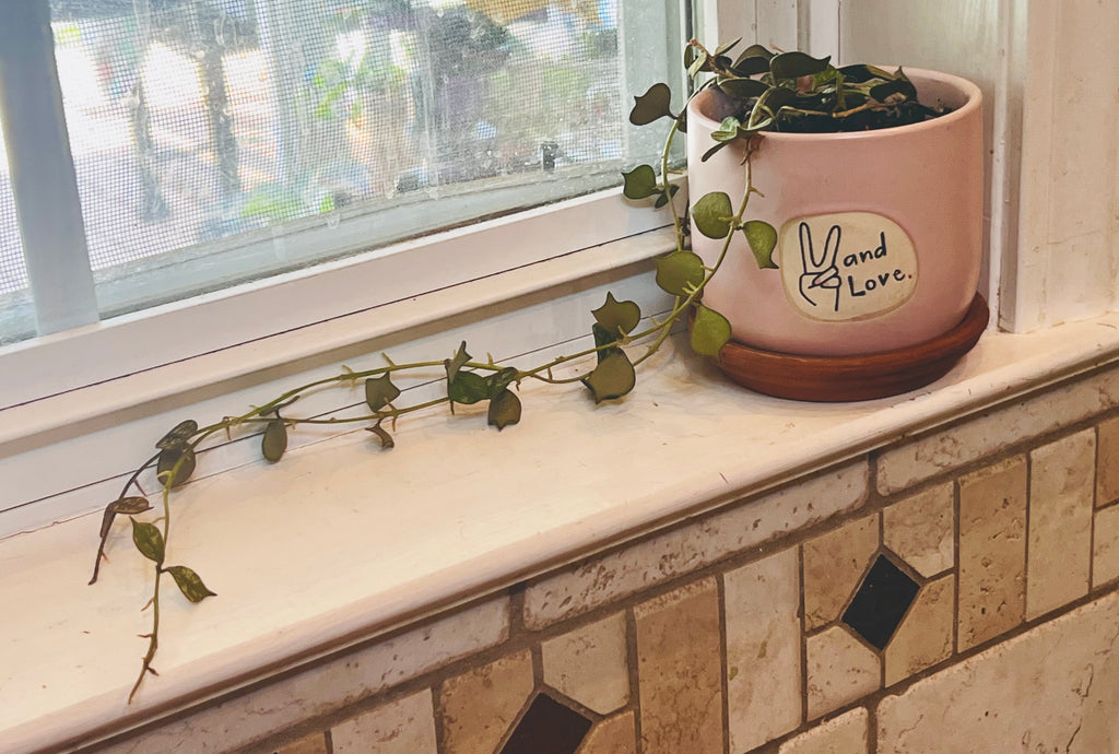 Hoya Curtisii + Planter