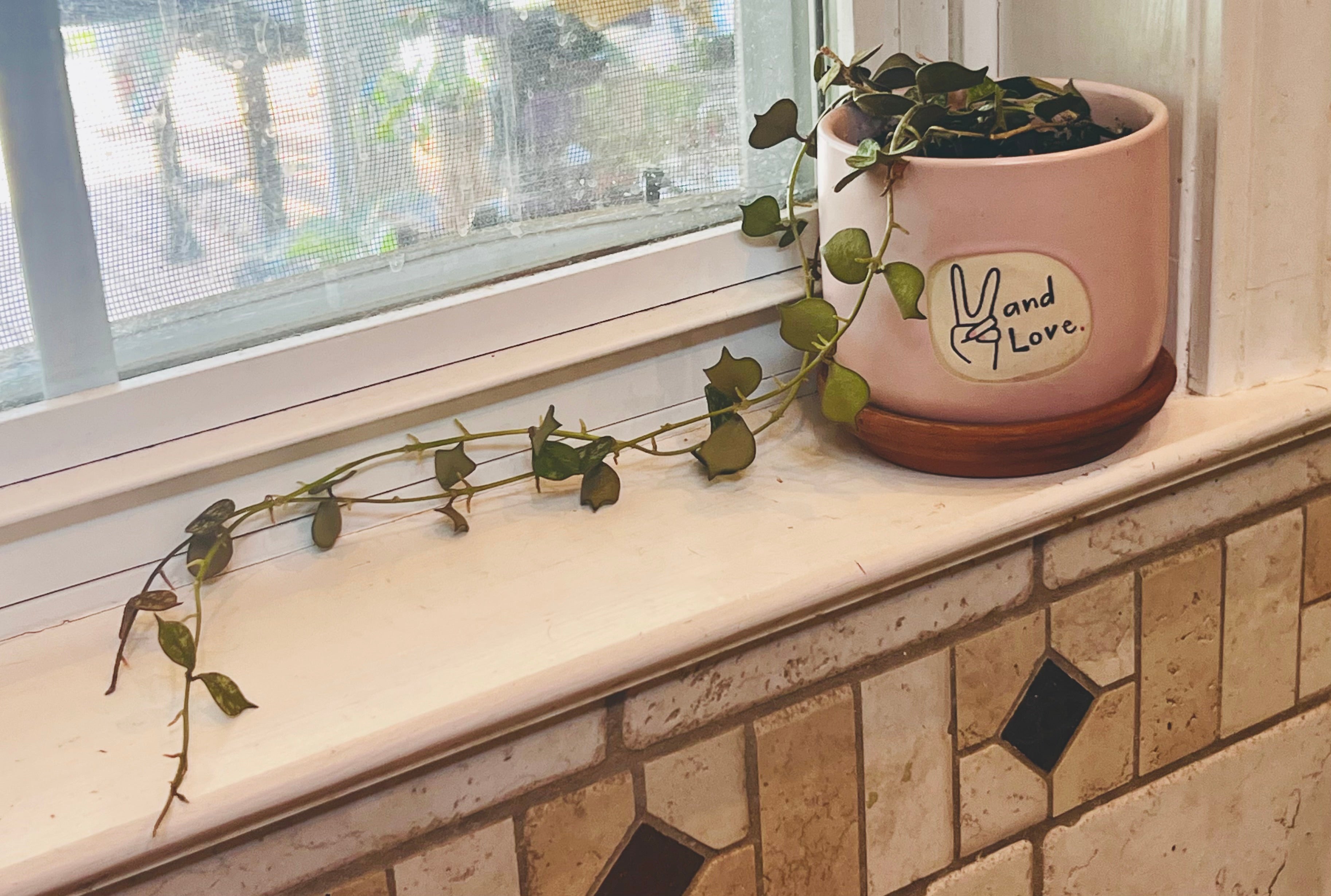 Hoya Curtisii + Planter
