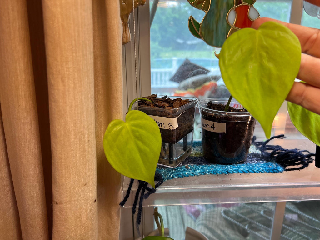 Trailing Neon Philodendron starter plant • rooted propagated node • cuttings available