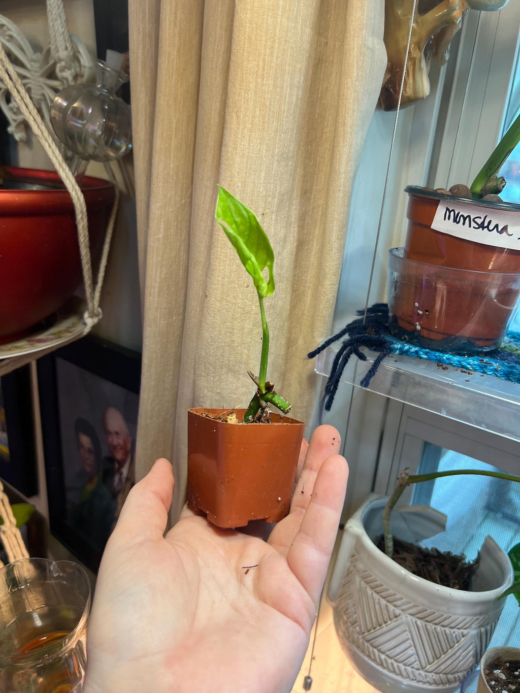 Monstera Adansonii starter plant • rooted propagated node • cuttings available