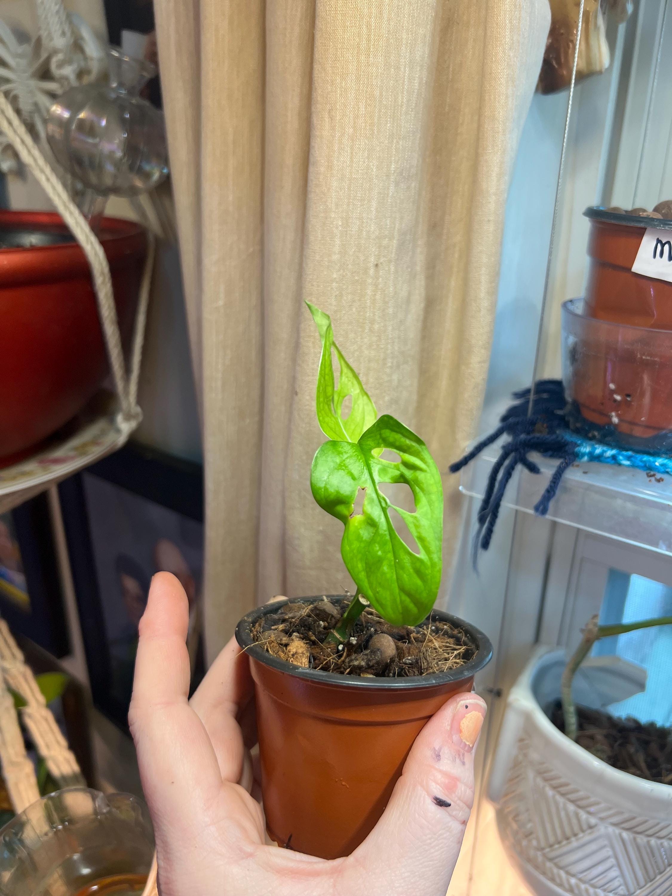 Monstera Adansonii starter plant • rooted propagated node • cuttings available